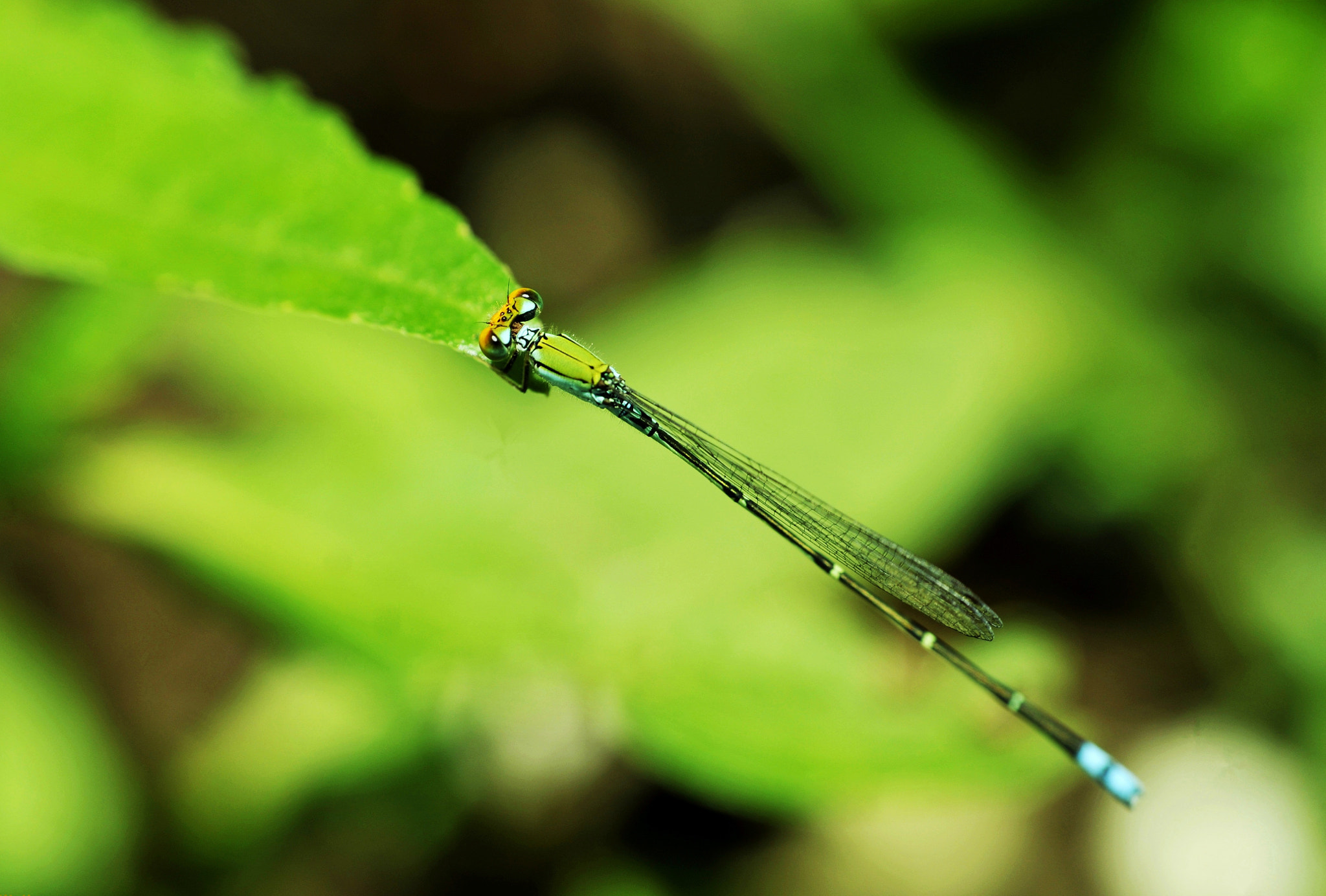 Nikon D300 + Nikon AF Nikkor 50mm F1.8D sample photo. Damsel-fly photography