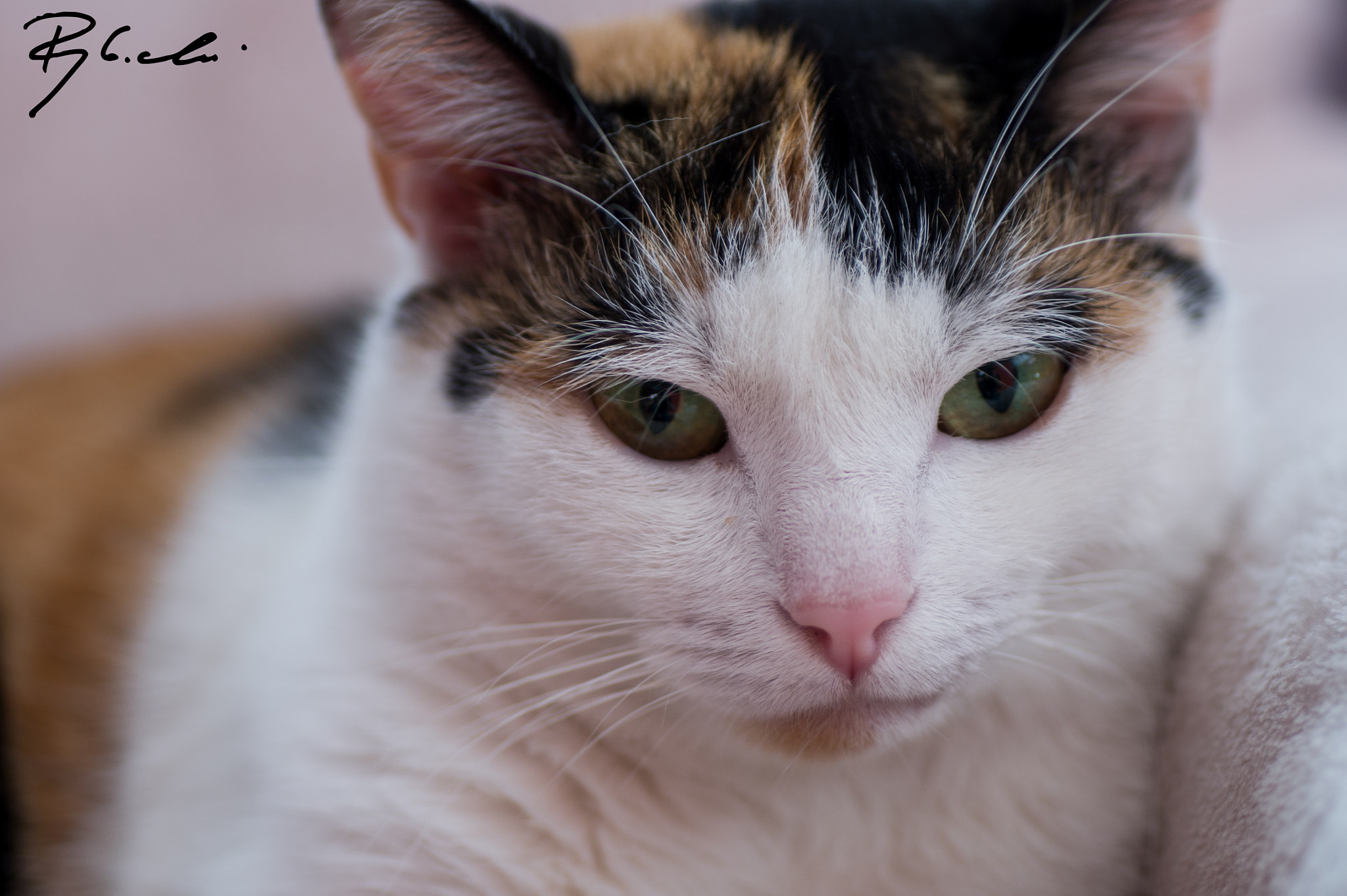 Sony Alpha DSLR-A550 + Tamron SP AF 90mm F2.8 Di Macro sample photo. Cat iii photography