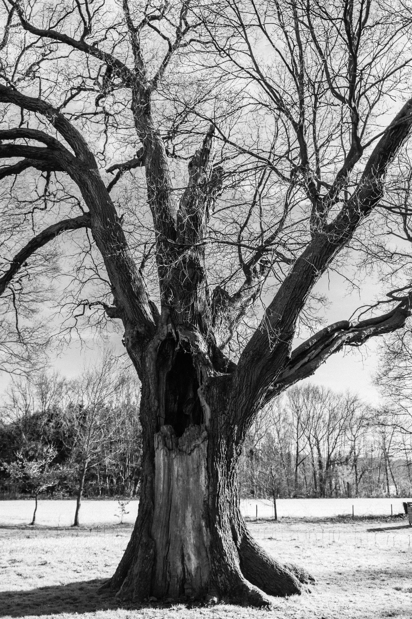 Sony E 20mm F2.8 sample photo. Oak. photography