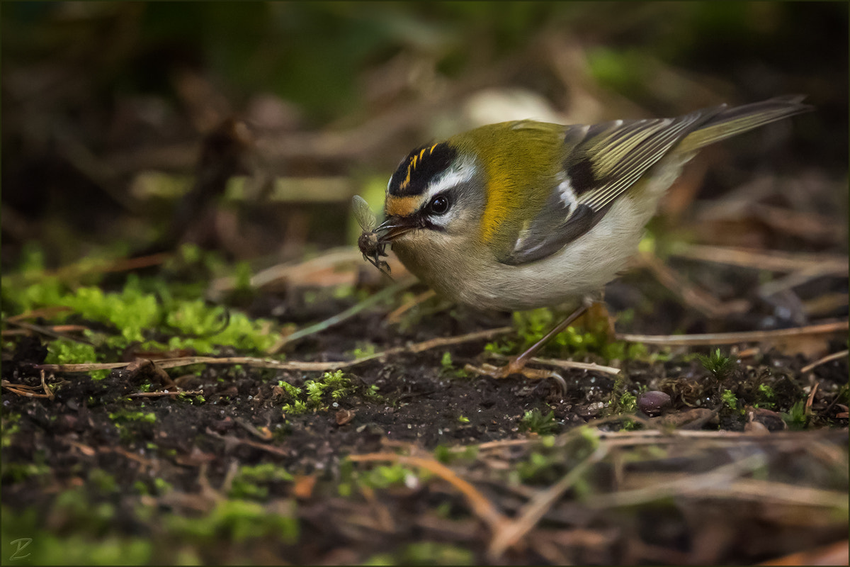 Canon EOS 7D Mark II sample photo. Sommergoldhähnchen auf der jagd photography