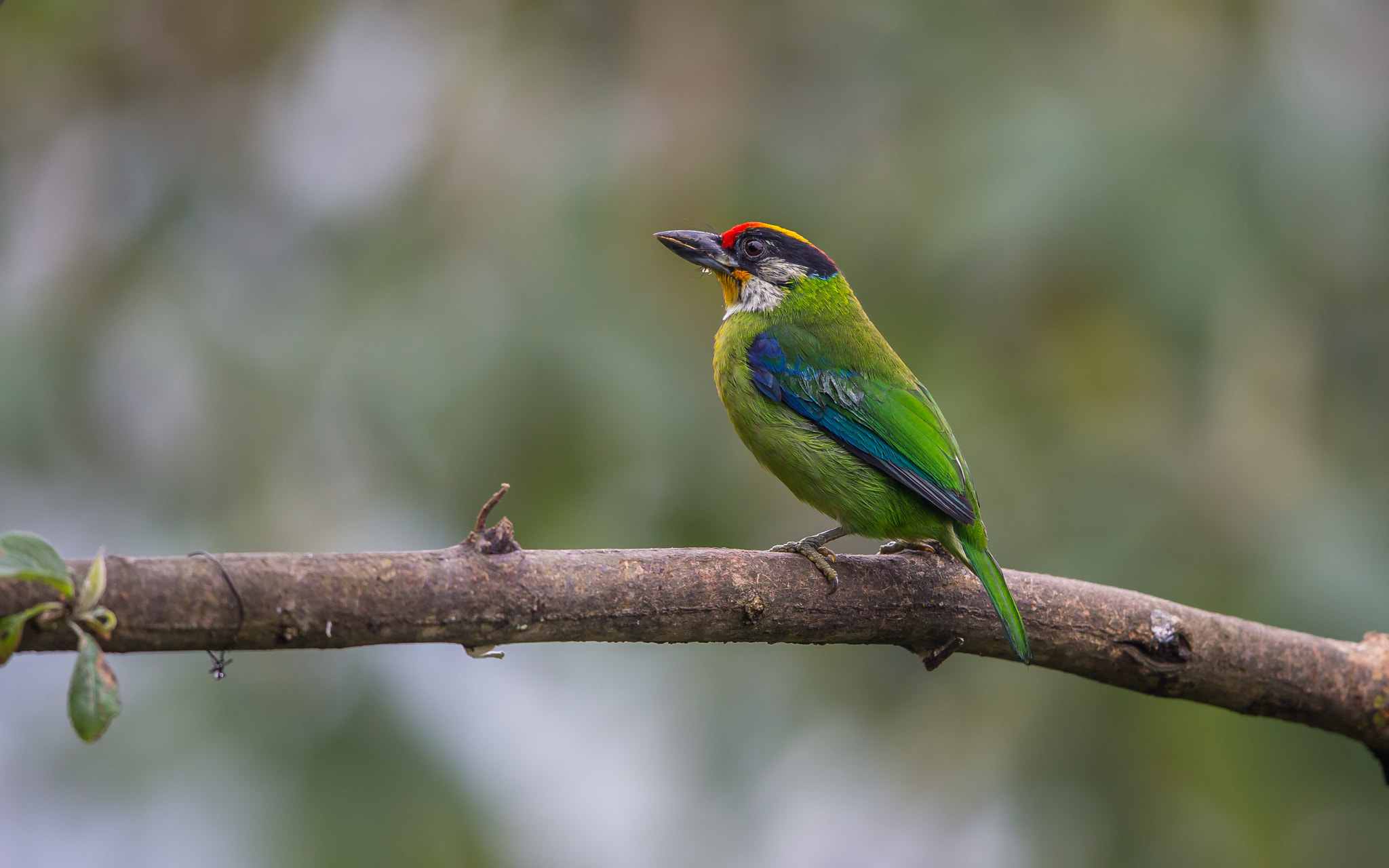 Canon EF 600mm F4L IS II USM sample photo. Golden throated barbet photography