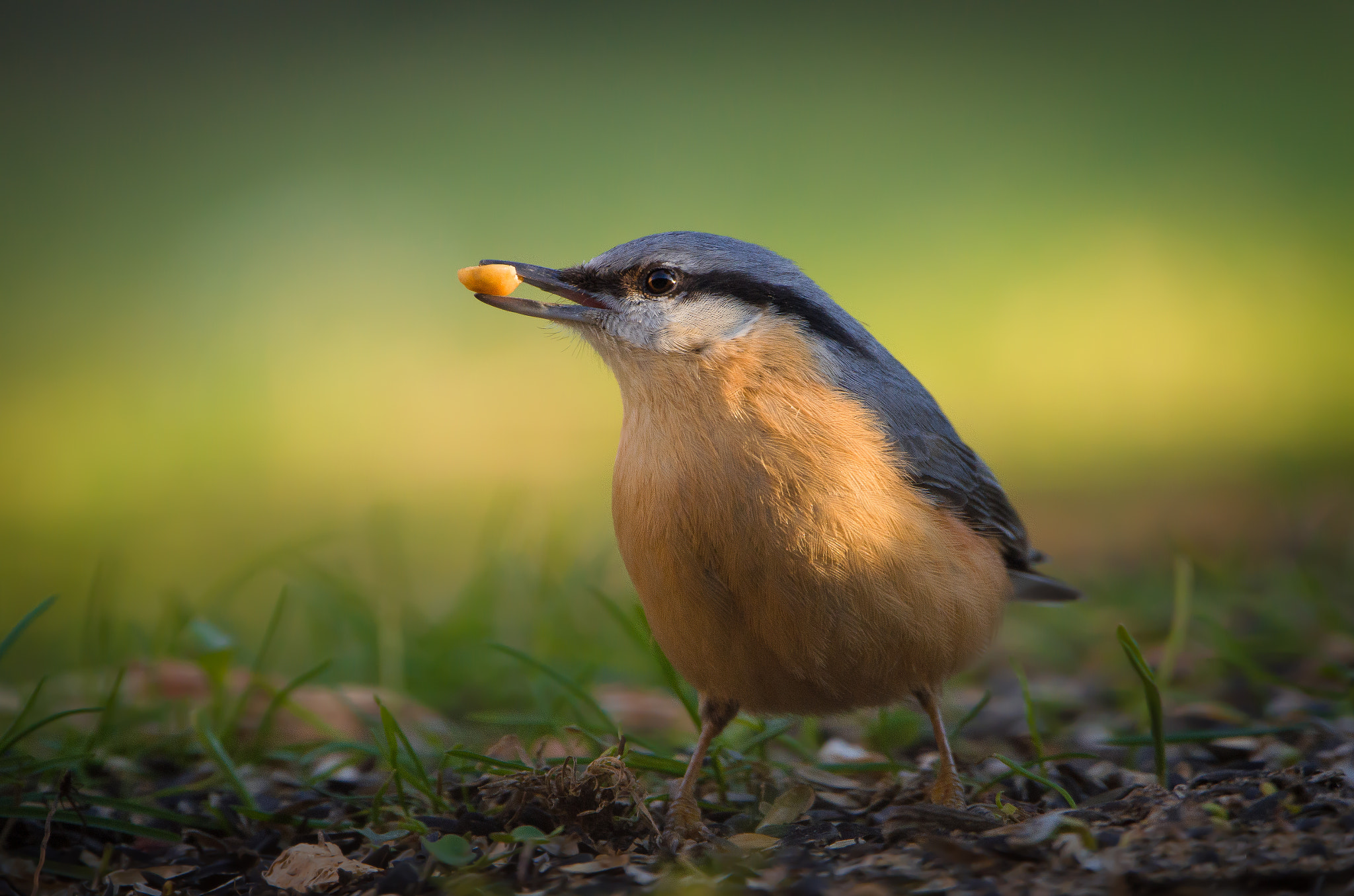 Sigma 150-600mm F5-6.3 DG OS HSM | C sample photo. Nuthatch photography