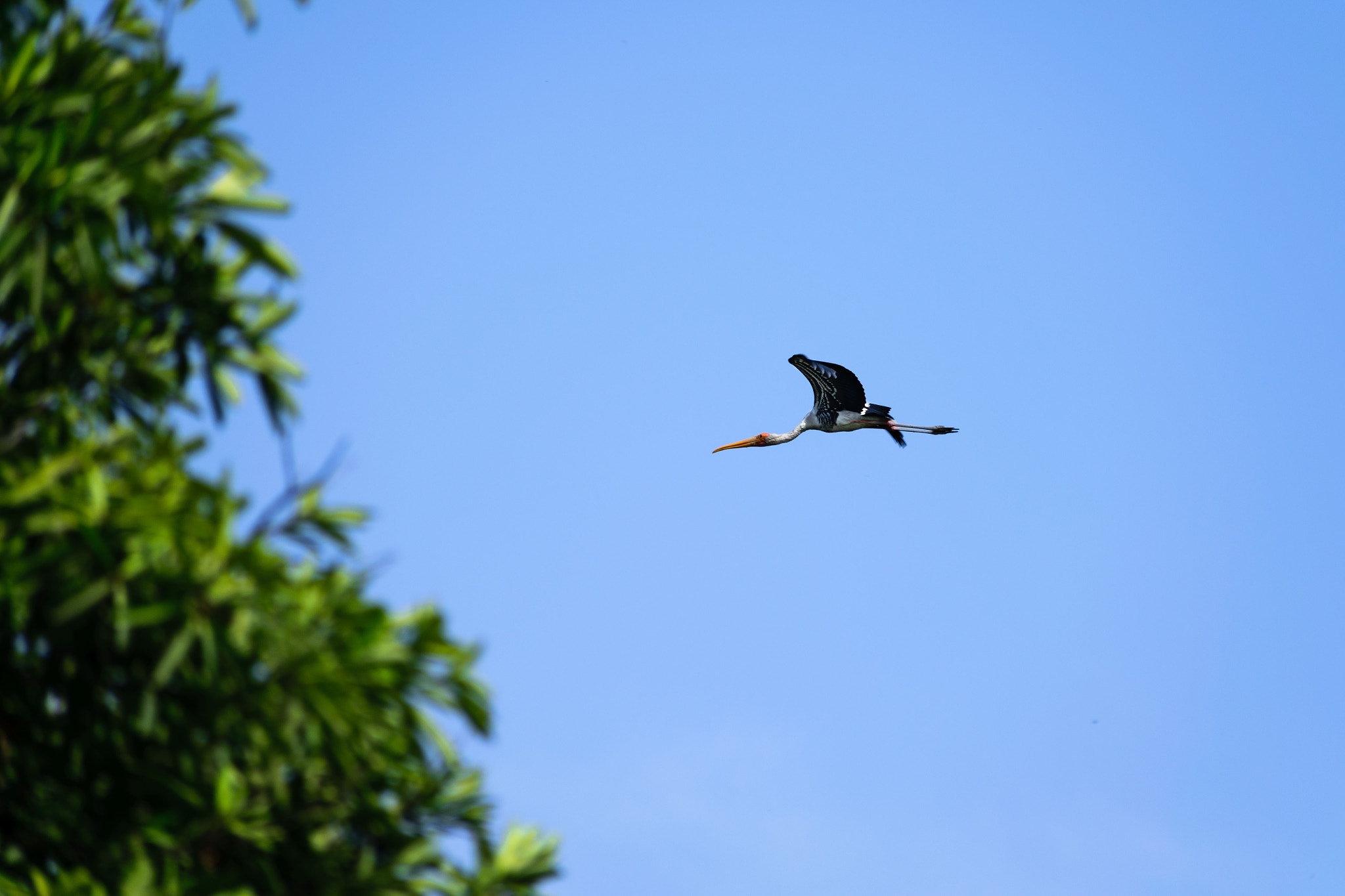 Sigma 70-300mm F4-5.6 DG OS sample photo. Flying flamingo! photography