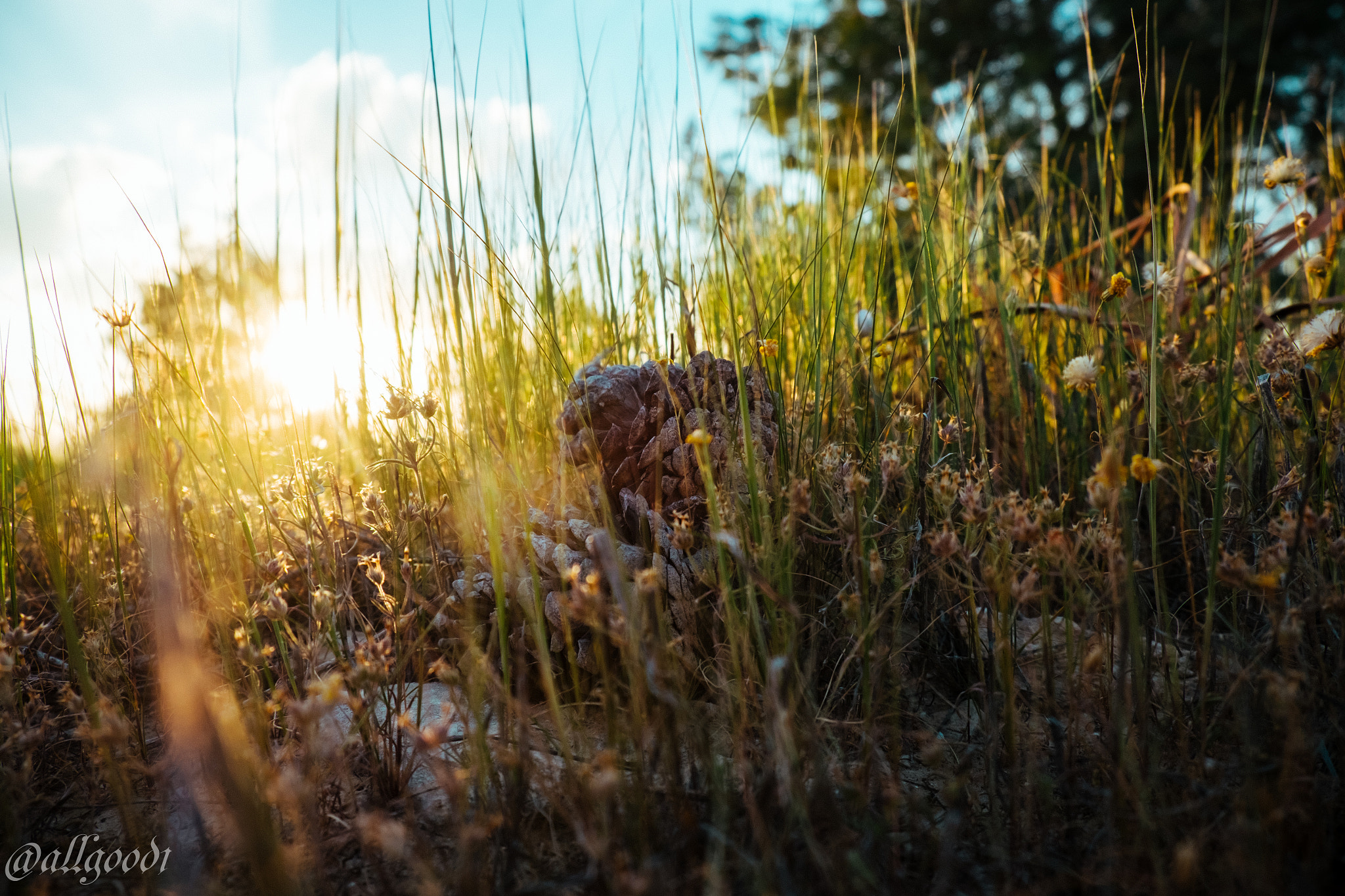 Fujifilm XF 18-55mm F2.8-4 R LM OIS sample photo. Resting pines photography