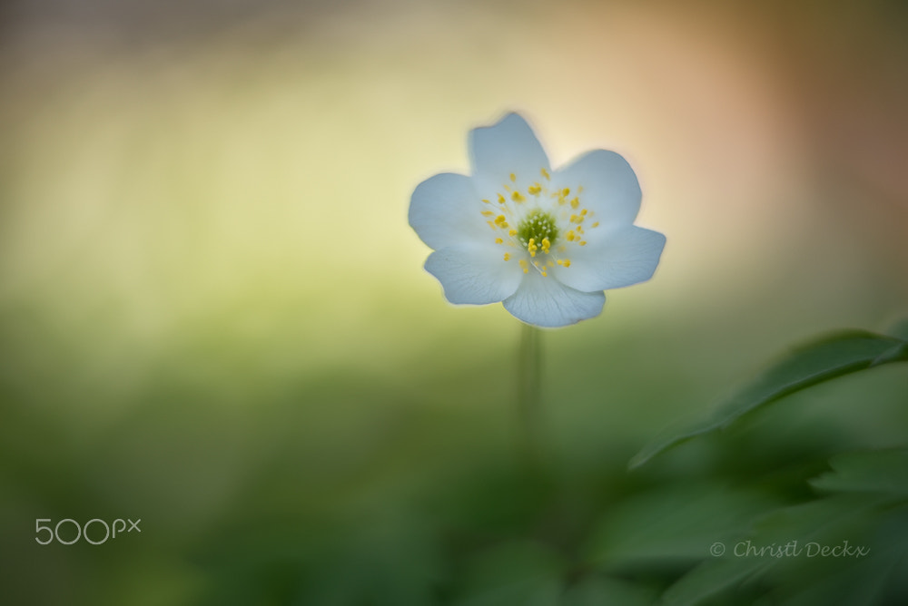 Sigma 50mm F1.4 DG HSM Art sample photo. Shining photography