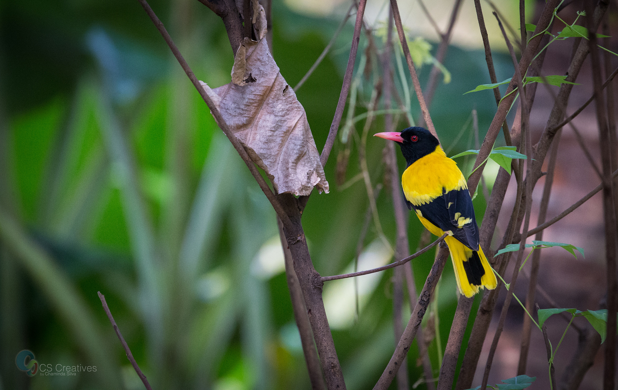 Canon EOS-1D X sample photo. කහ කුරුල්ලා[kaha kurulla]/black-hooded oriole photography