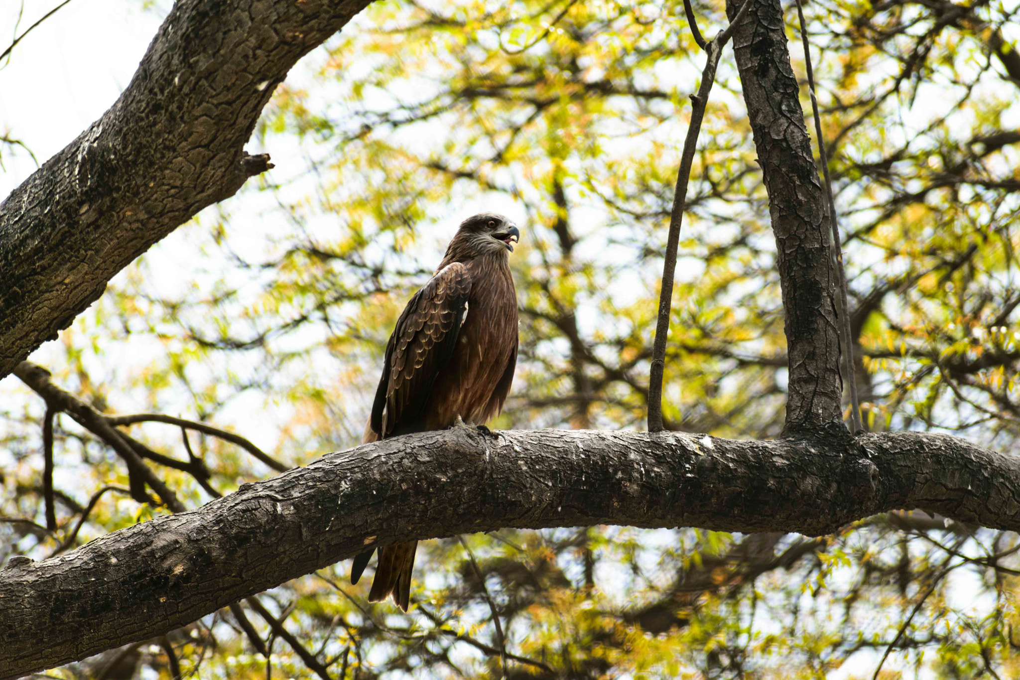 Sigma 70-300mm F4-5.6 DG OS sample photo. Screaming eagle! photography