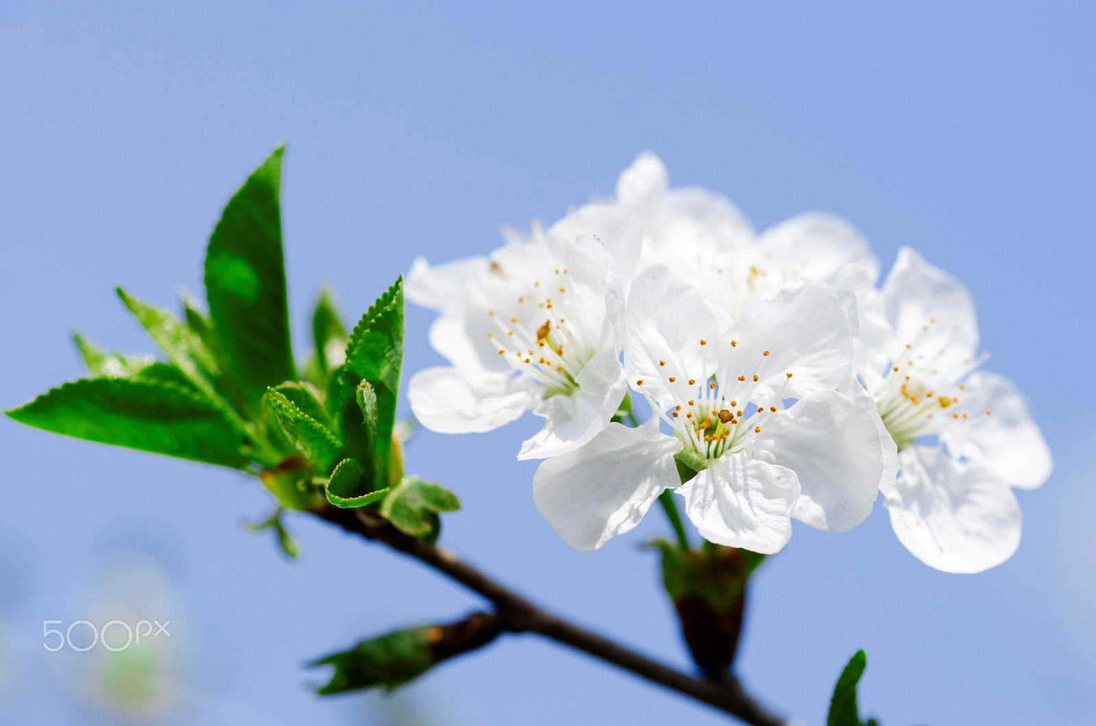 Sigma 105mm F2.8 EX DG OS HSM sample photo. Receiver of spring signal photography