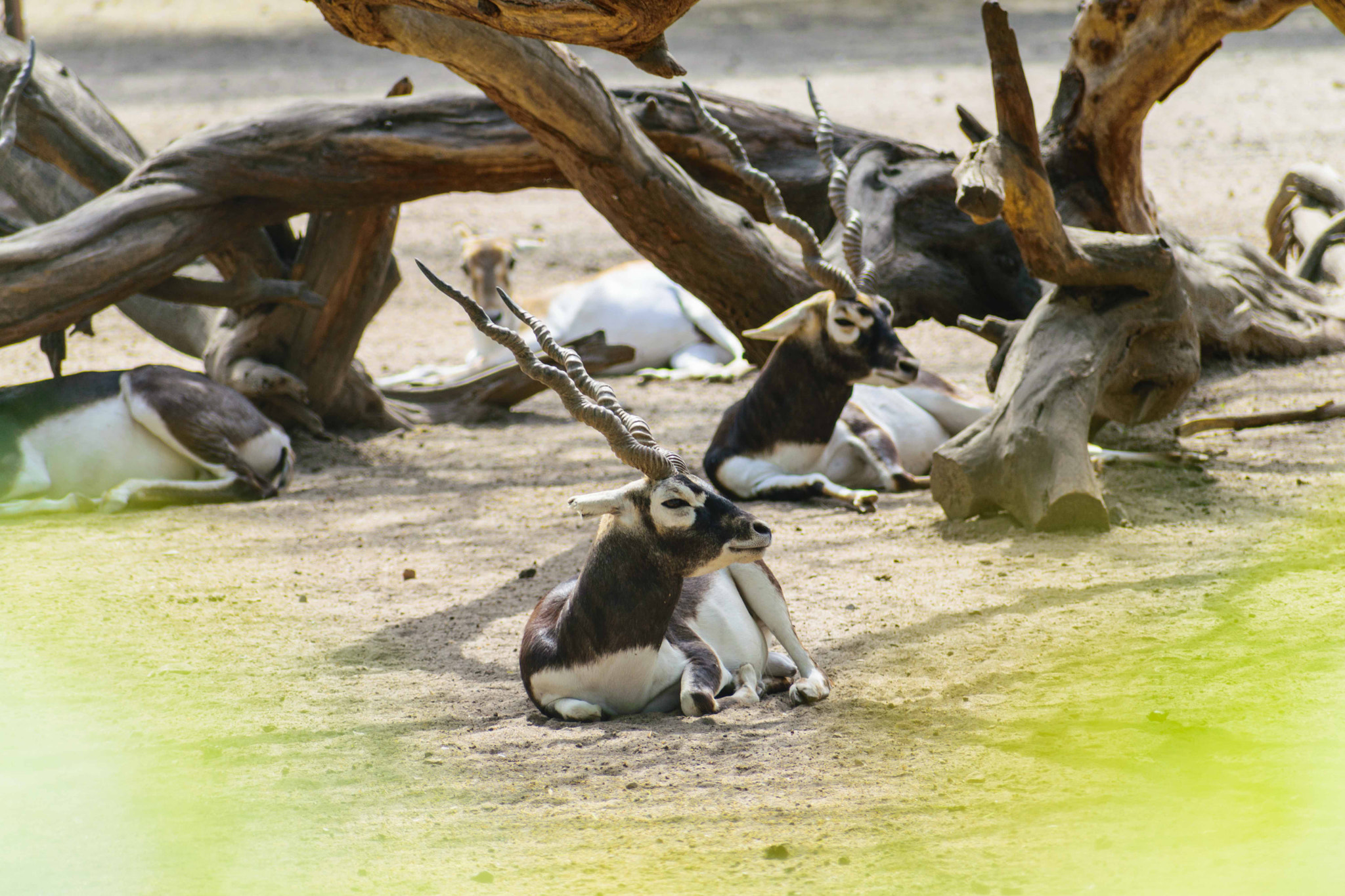 Nikon D3300 + Sigma 70-300mm F4-5.6 DG OS sample photo. Resting black bucks! photography