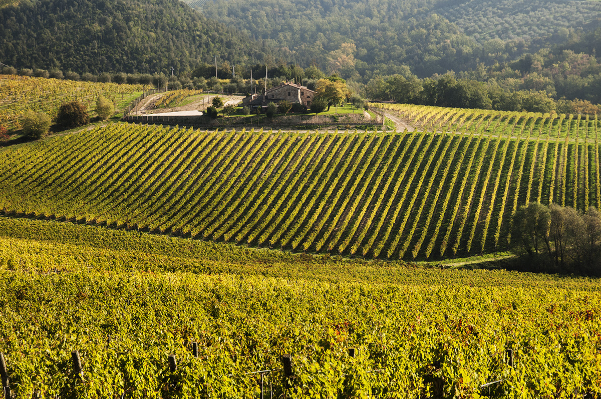Nikon D300S sample photo. Vineyards near san gimignano photography