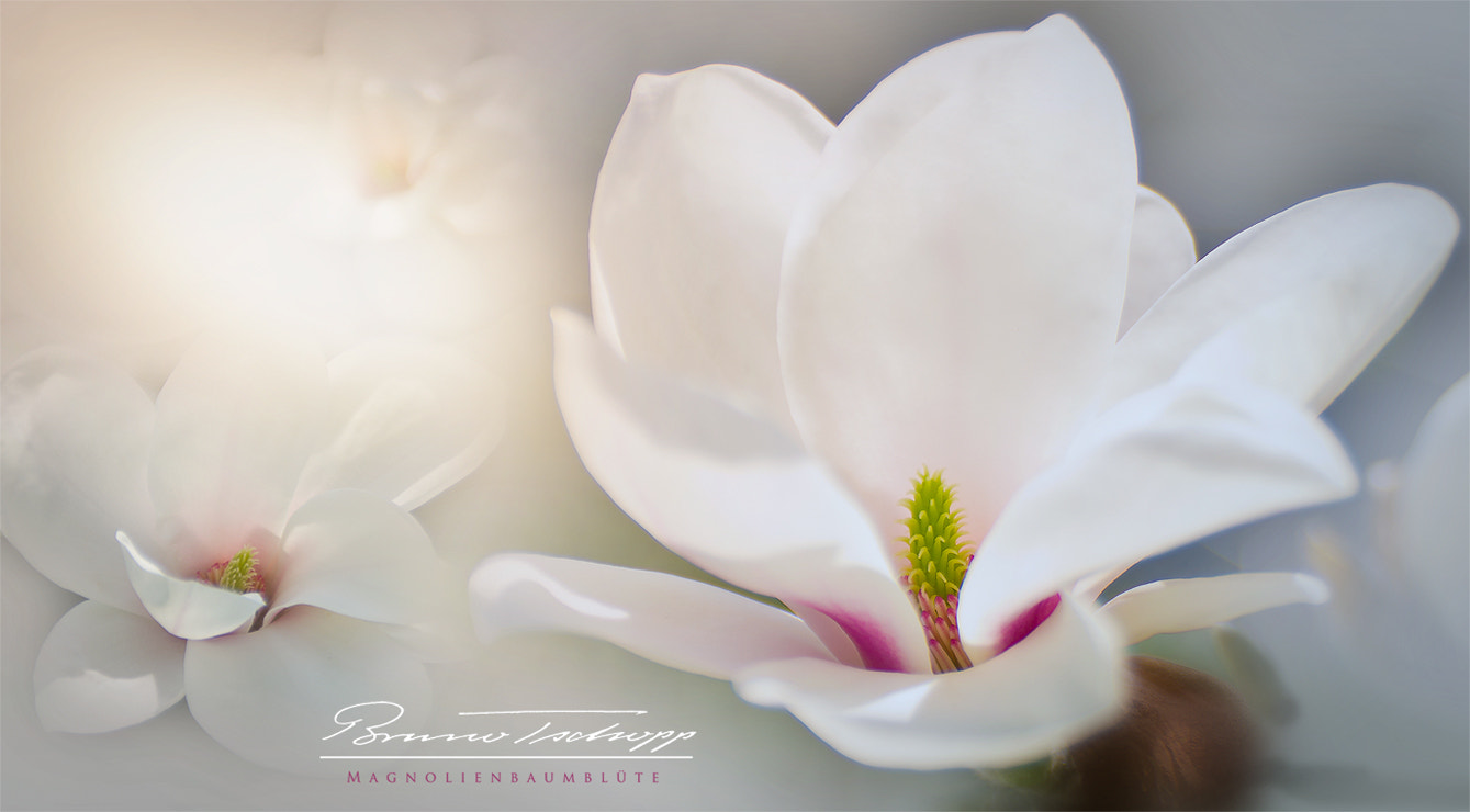 Pentax smc DA* 16-50mm F2.8 ED AL (IF) SDM sample photo. Magnolienbaumblüte photography