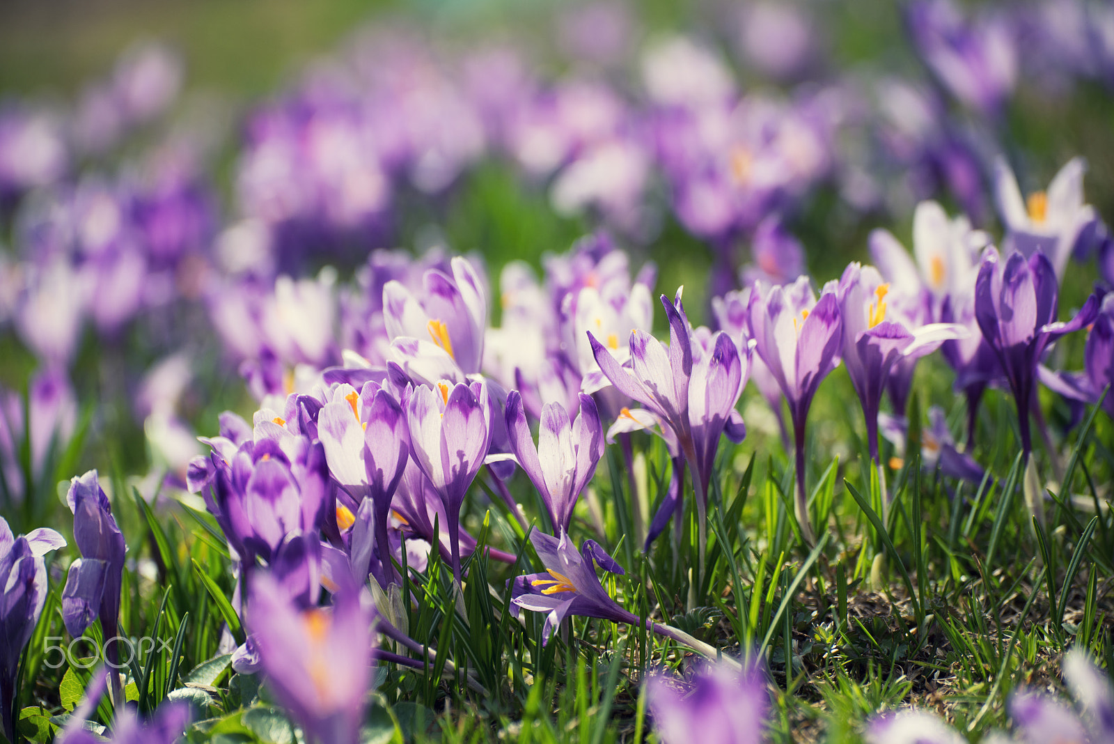 Nikon D750 sample photo. Spring crocus flowers photography