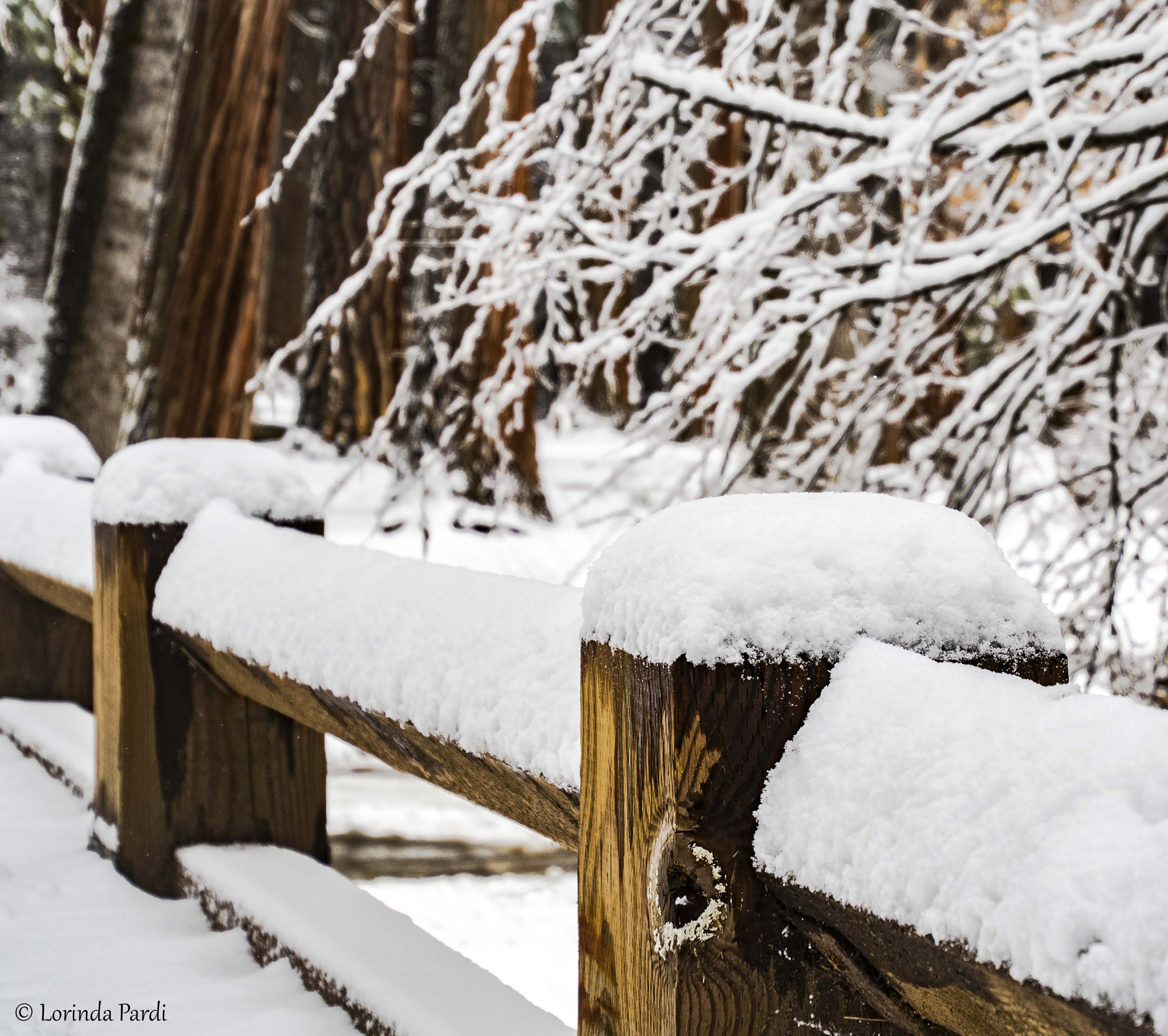Nikon D500 sample photo. Knot in the snow lp photography