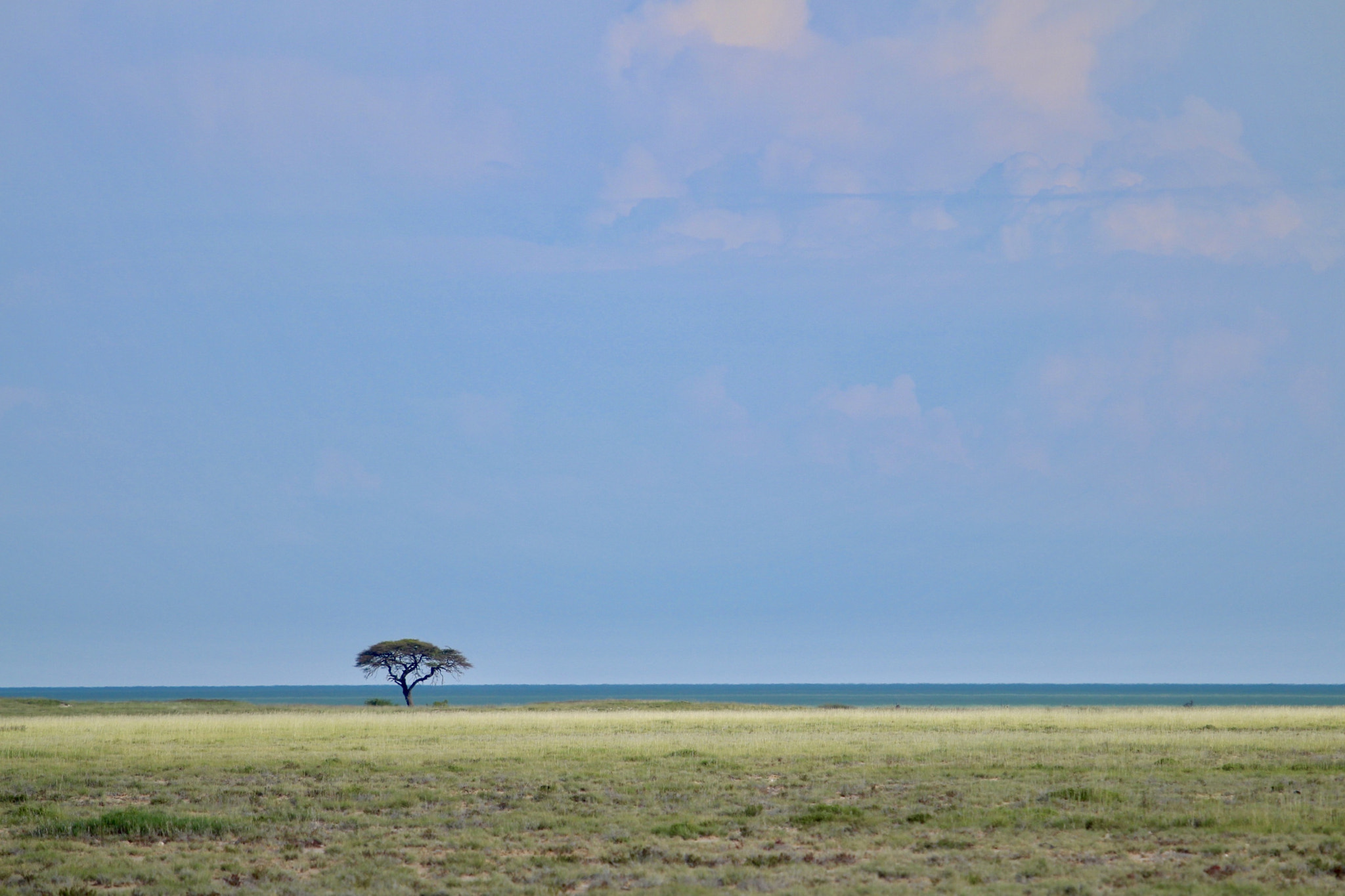 Canon EOS 650D (EOS Rebel T4i / EOS Kiss X6i) + Canon EF 70-200mm F4L IS USM sample photo. Savannah wild serenity - etosha national park, namíbia photography