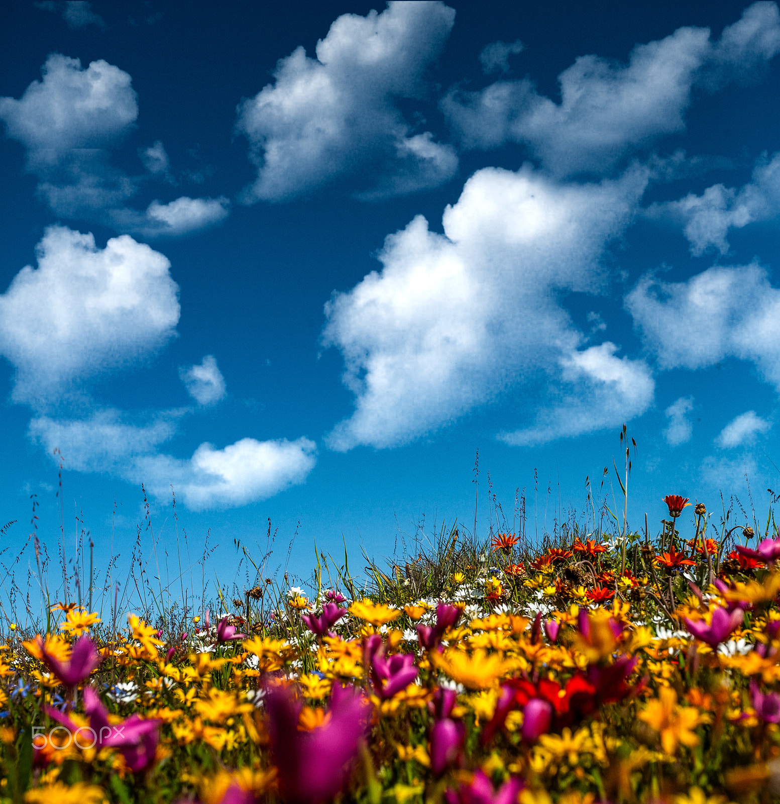 Canon EOS 5D sample photo. Daisies in the clouds photography