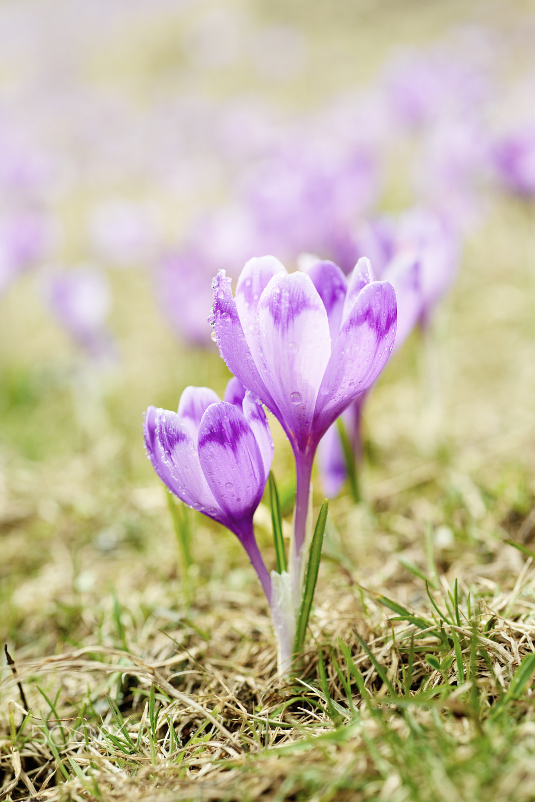Nikon AF Micro-Nikkor 60mm F2.8D sample photo. Spring crocus flowers photography