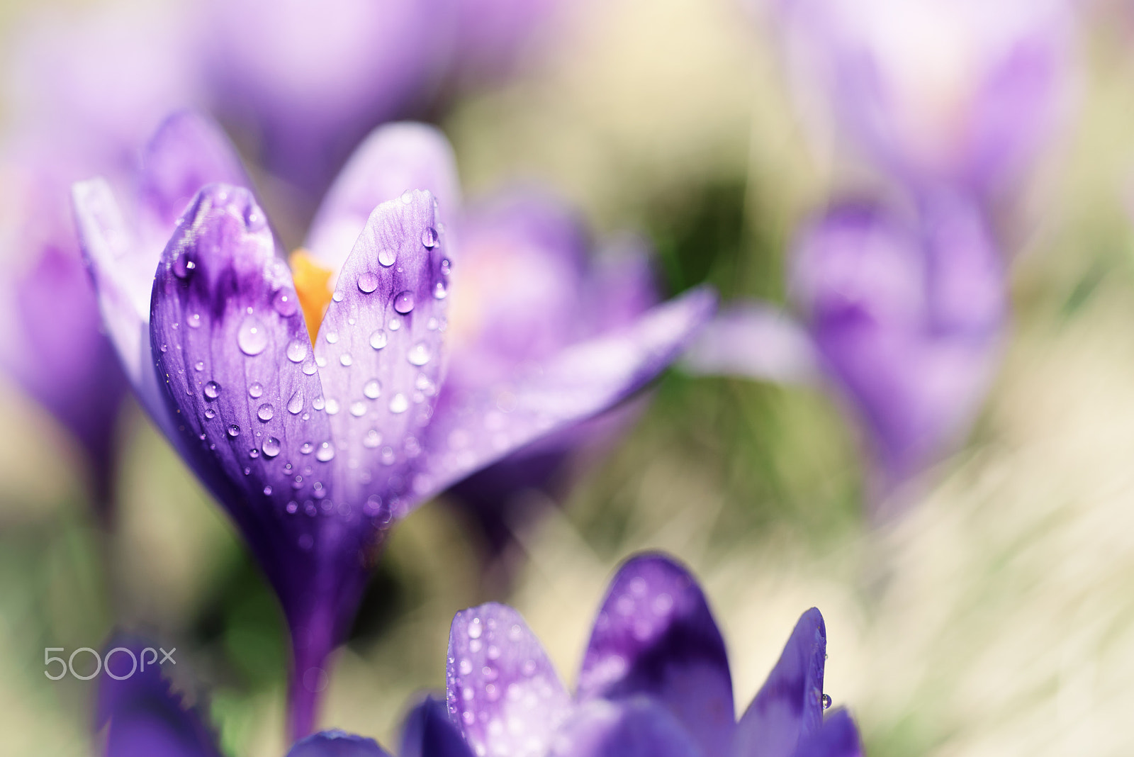 Nikon D750 + Nikon AF Micro-Nikkor 60mm F2.8D sample photo. Spring crocus flower photography