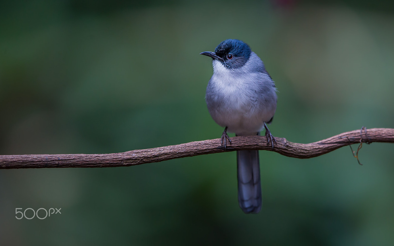 Canon EF 600mm F4L IS II USM sample photo. Black headed sibia photography