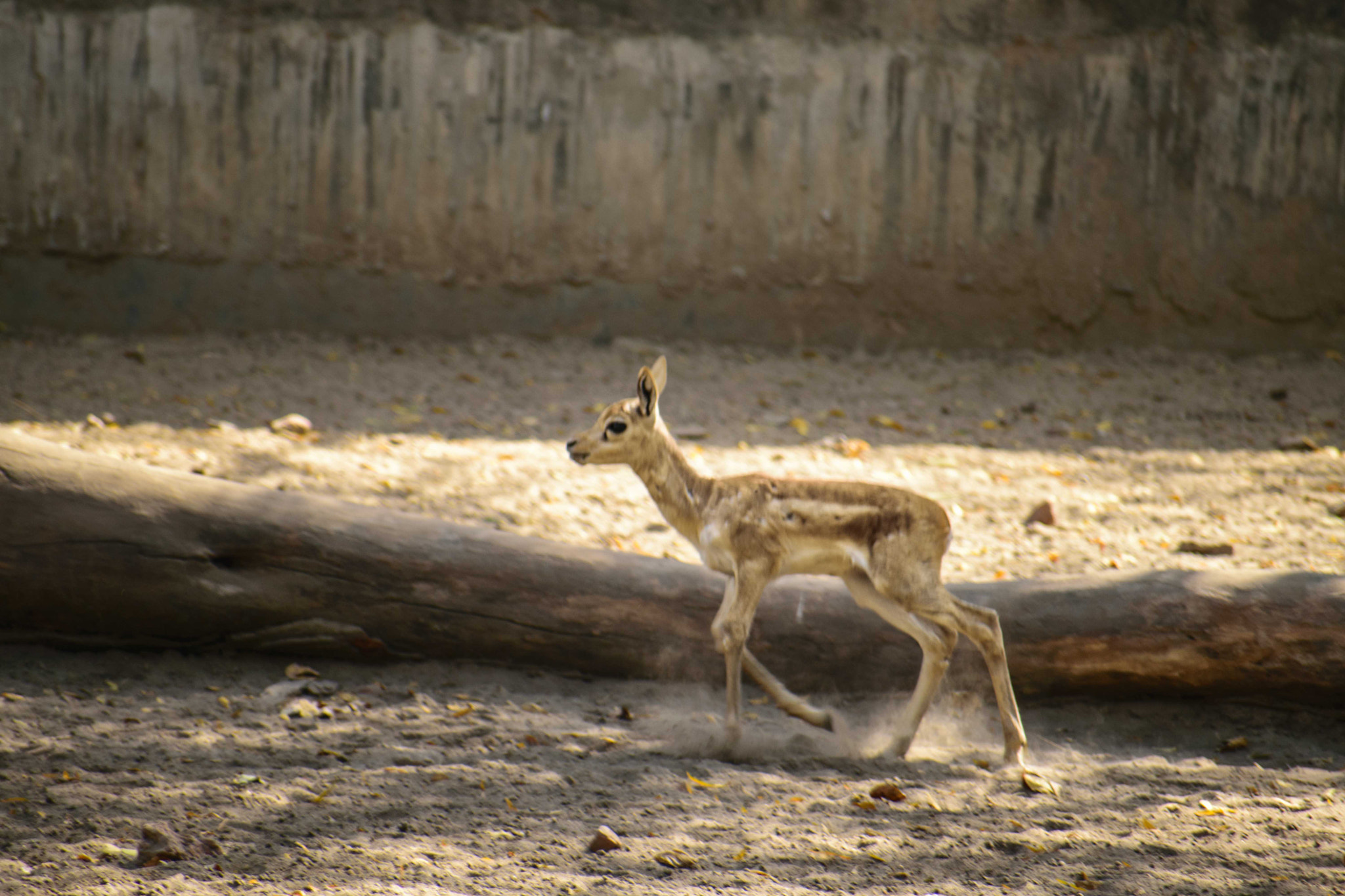 Sigma 70-300mm F4-5.6 DG OS sample photo. Running deer! photography