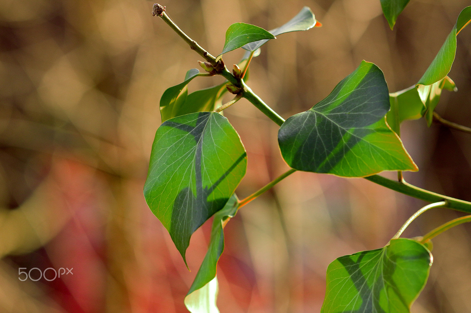 Canon EF 100mm F2.8 Macro USM sample photo. Fresh green! photography