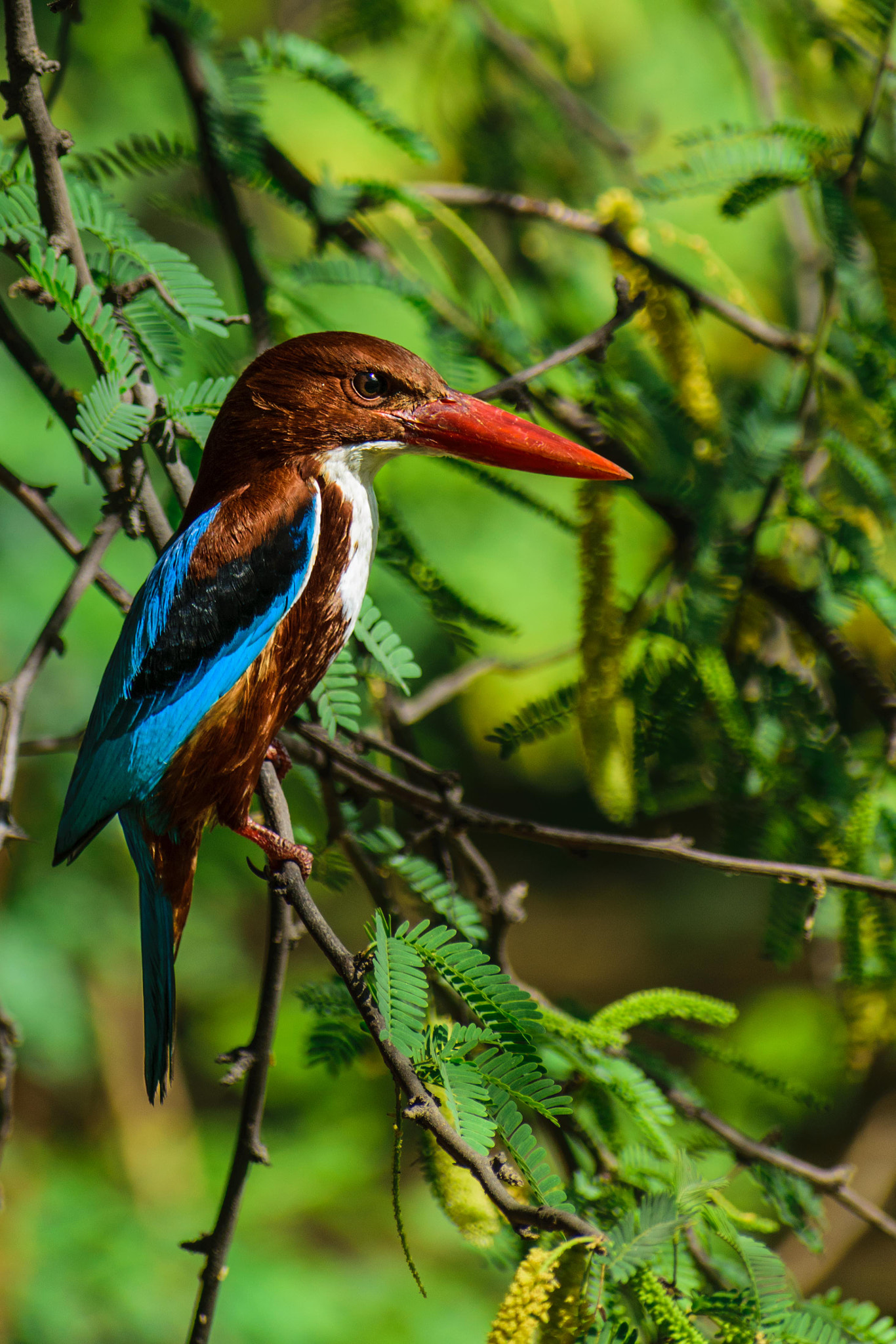 Nikon D3300 + Sigma 70-300mm F4-5.6 DG OS sample photo. A stork-billed kingfisher! photography