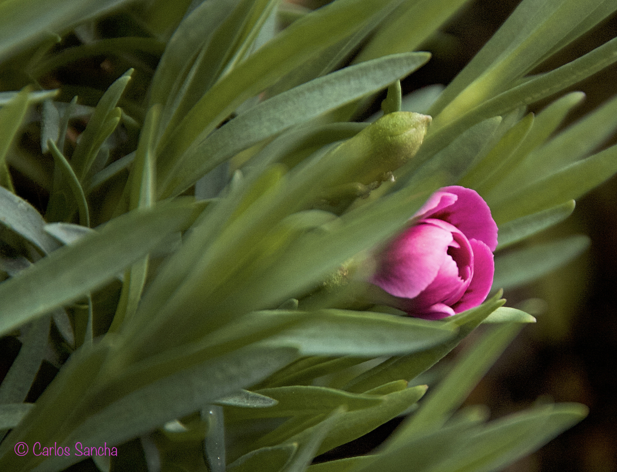 Sigma 18-250mm F3.5-6.3 DC OS HSM sample photo. Desafiando al invierno photography
