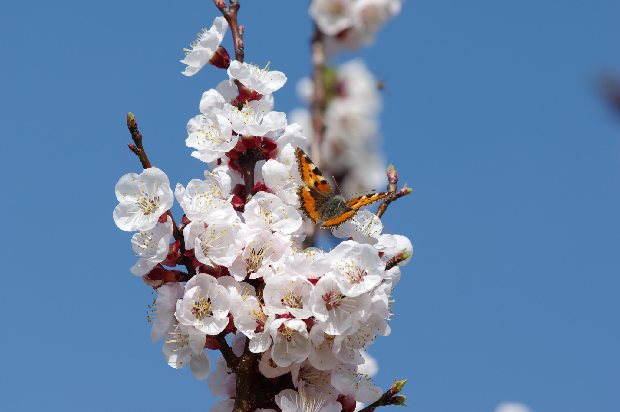 Pentax K-3 II + Pentax smc DA* 60-250mm F4.0 ED (IF) SDM sample photo