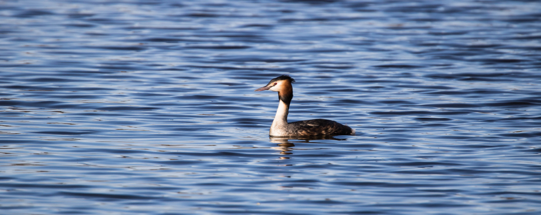 Canon EOS 750D (EOS Rebel T6i / EOS Kiss X8i) + Tamron SP 150-600mm F5-6.3 Di VC USD sample photo. Haubentaucher photography