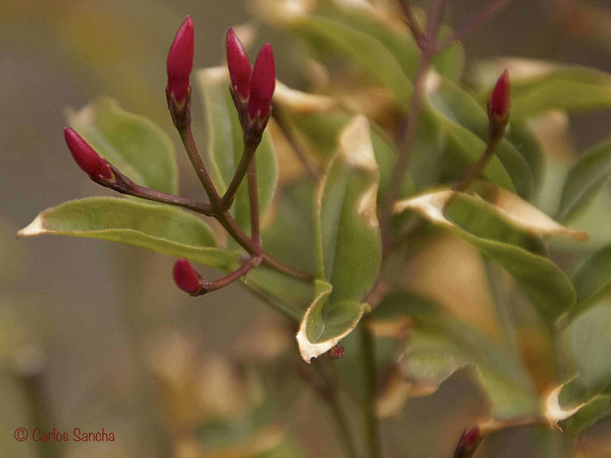 Sigma 18-250mm F3.5-6.3 DC OS HSM sample photo. A punto de florecer photography