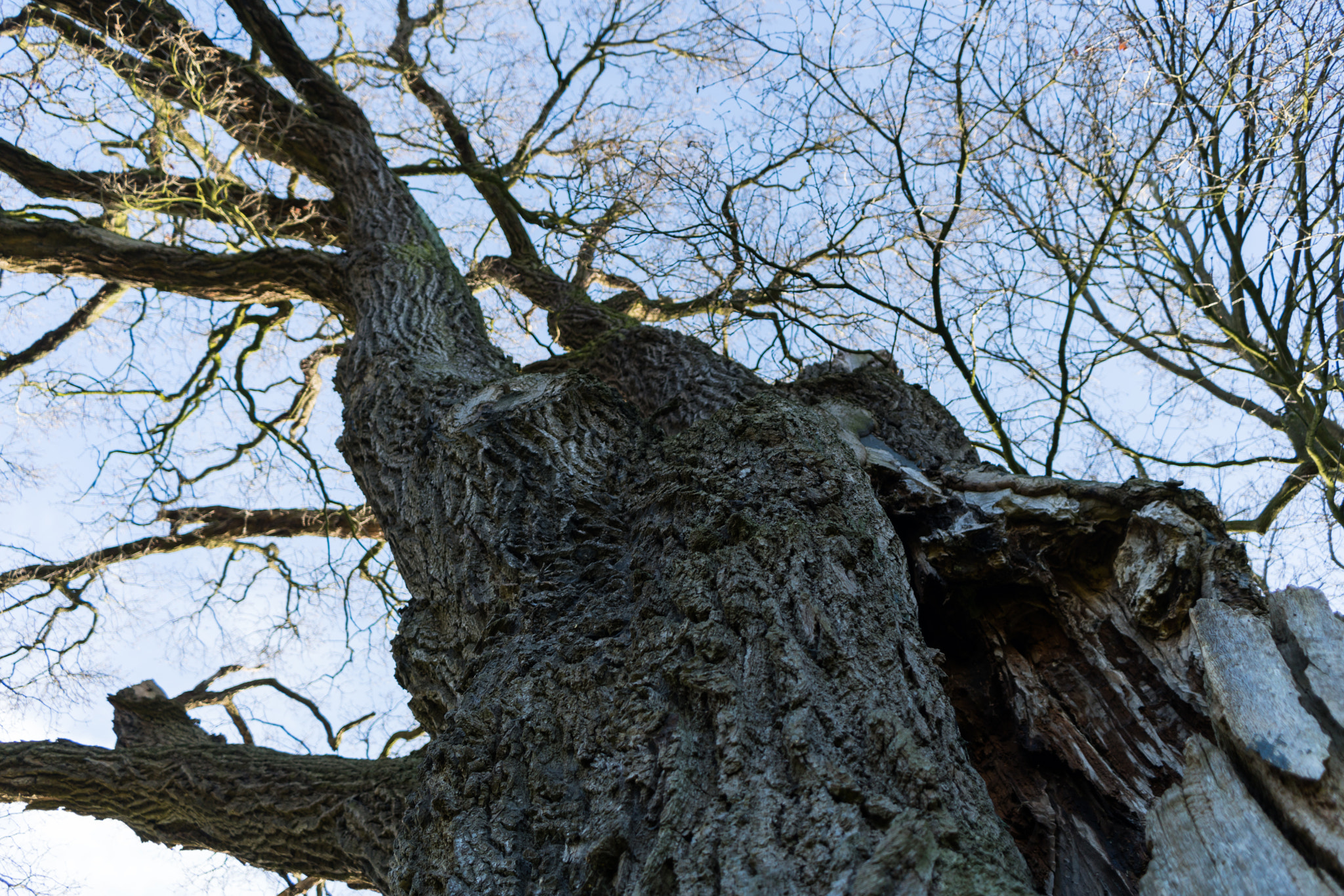 Sony a6300 sample photo. Tree. photography