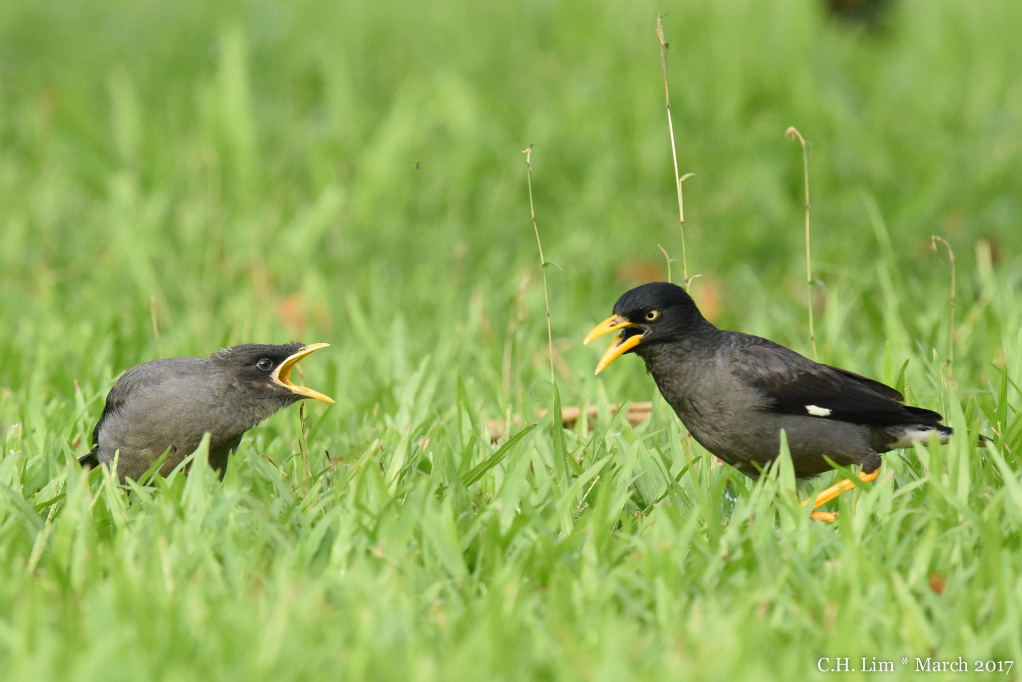 Nikon Nikkor AF-S 300mm F4E PF ED VR sample photo. "i'm hungry! give me more!" photography