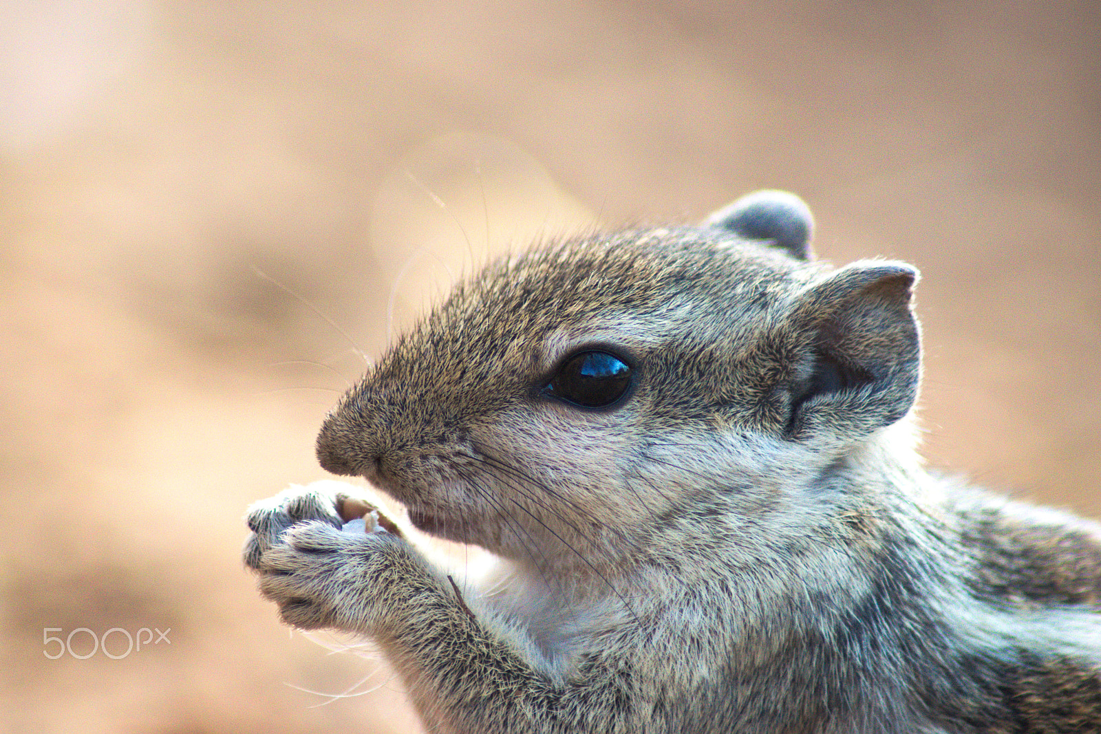 Nikon AF Nikkor 70-300mm F4-5.6G sample photo. Squirrel photography