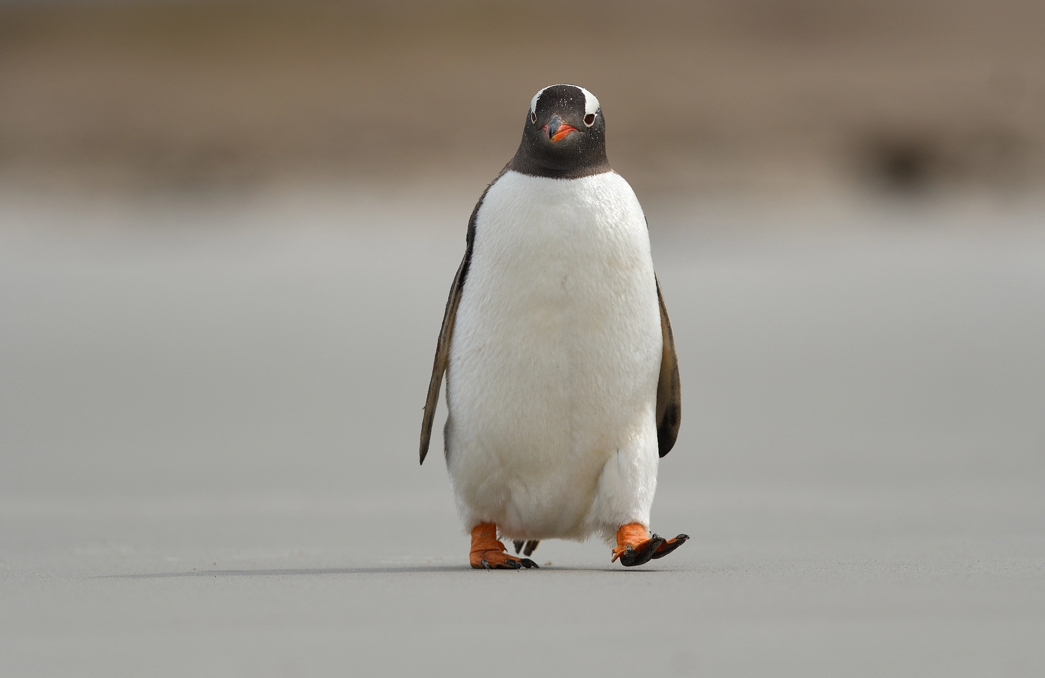 Nikon D500 + Nikon AF-S Nikkor 300mm F2.8G ED VR II sample photo. Just a penguin photography