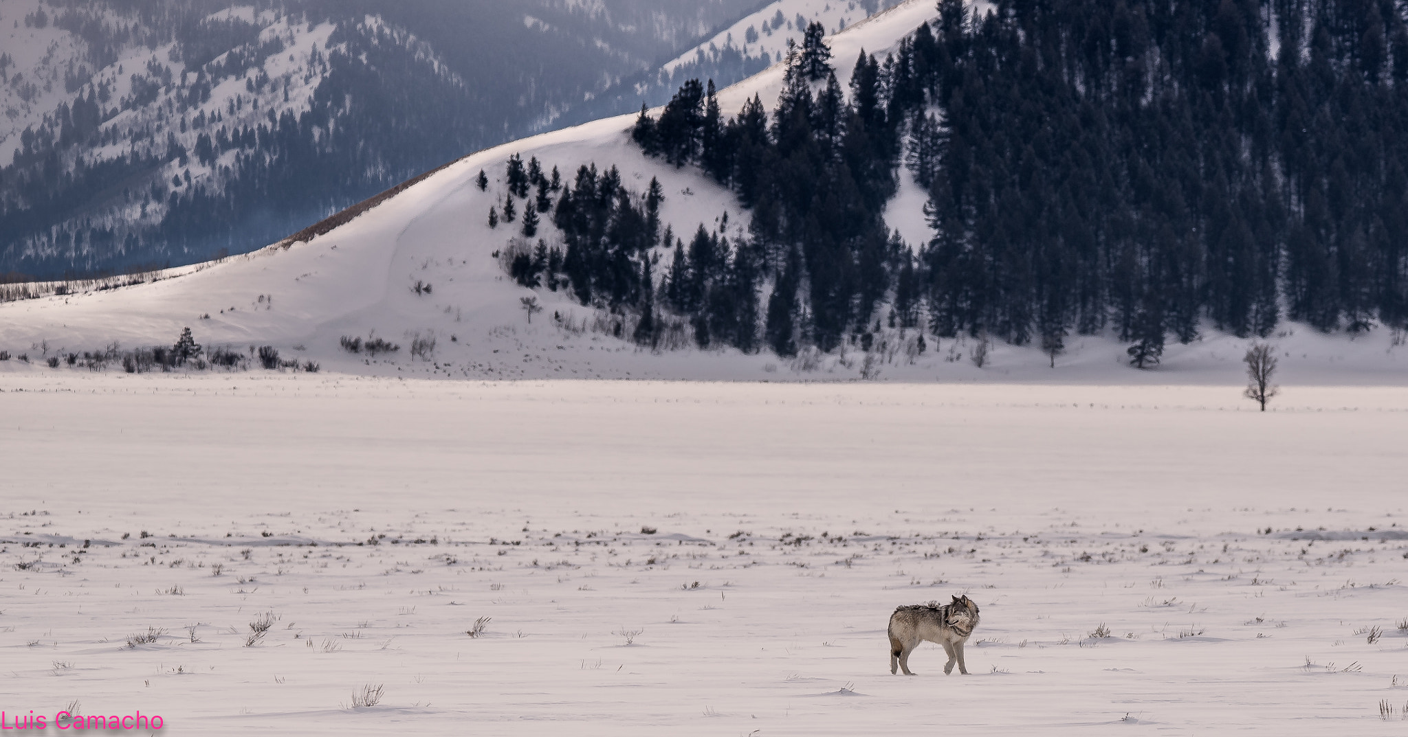 Nikon D750 sample photo. Wild wolf in its habitat photography