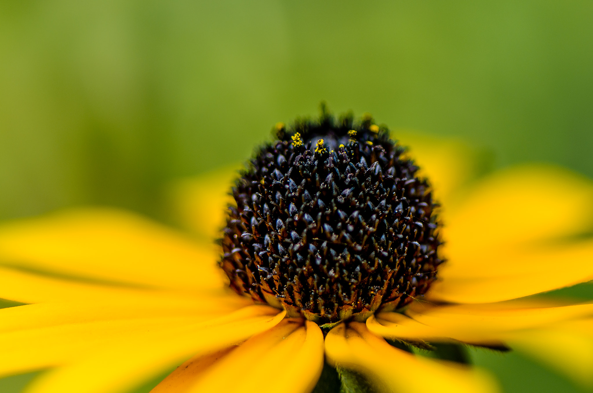 Nikon AF-S Micro-Nikkor 105mm F2.8G IF-ED VR sample photo. Pollen photography