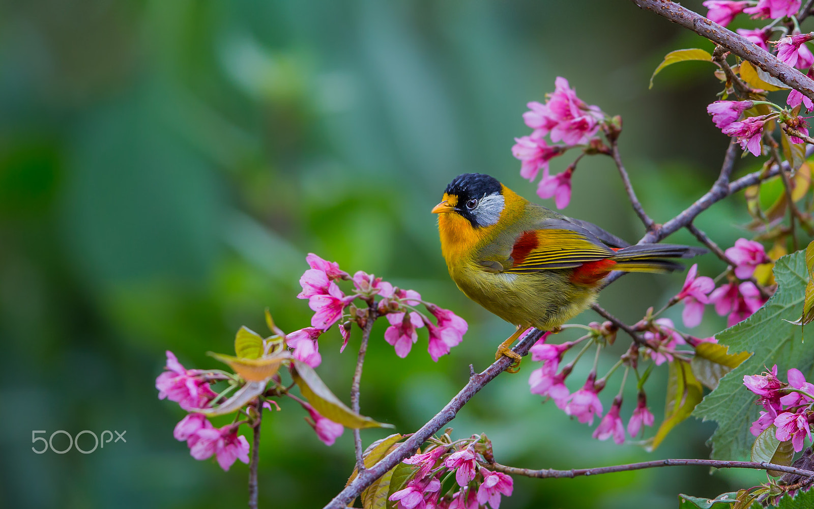 Canon EF 600mm F4L IS II USM sample photo. Silver eared mesia photography