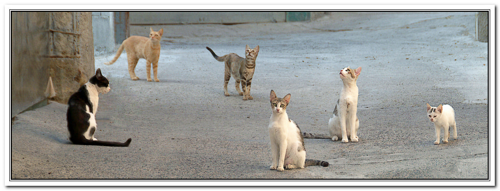 Fujifilm FinePix S2 Pro sample photo. Cats italy photography
