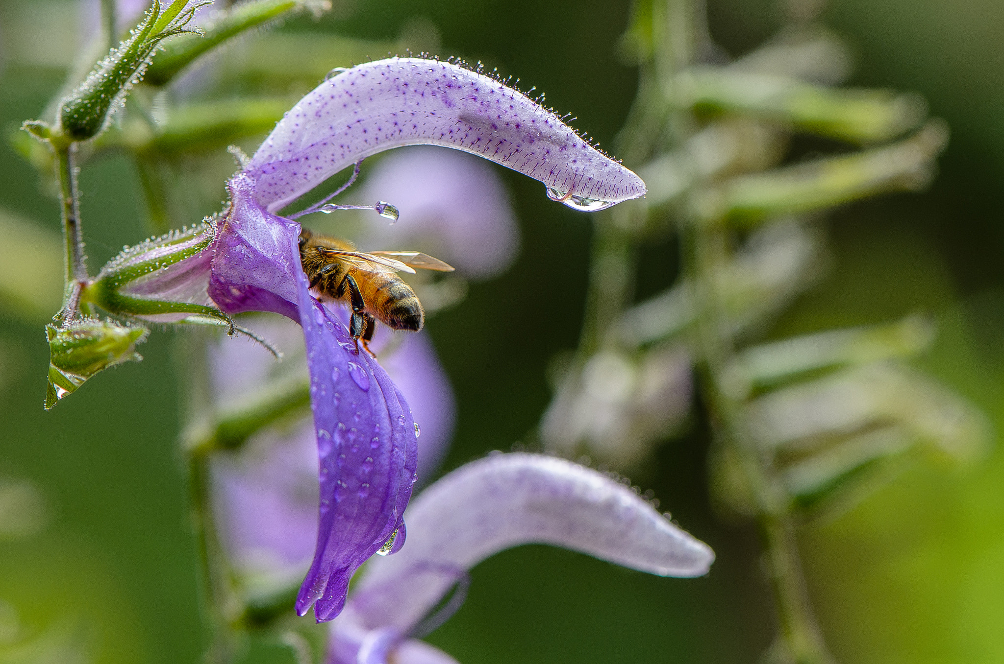 Nikon AF-S Micro-Nikkor 105mm F2.8G IF-ED VR sample photo. Bee in the rain photography