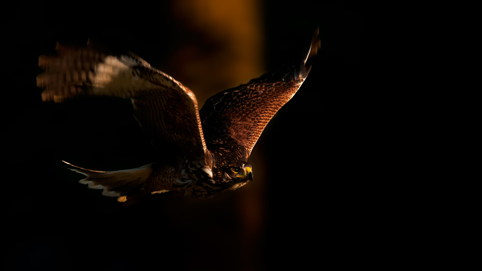 Nikon D90 sample photo. Parabuteo unicinctus photography