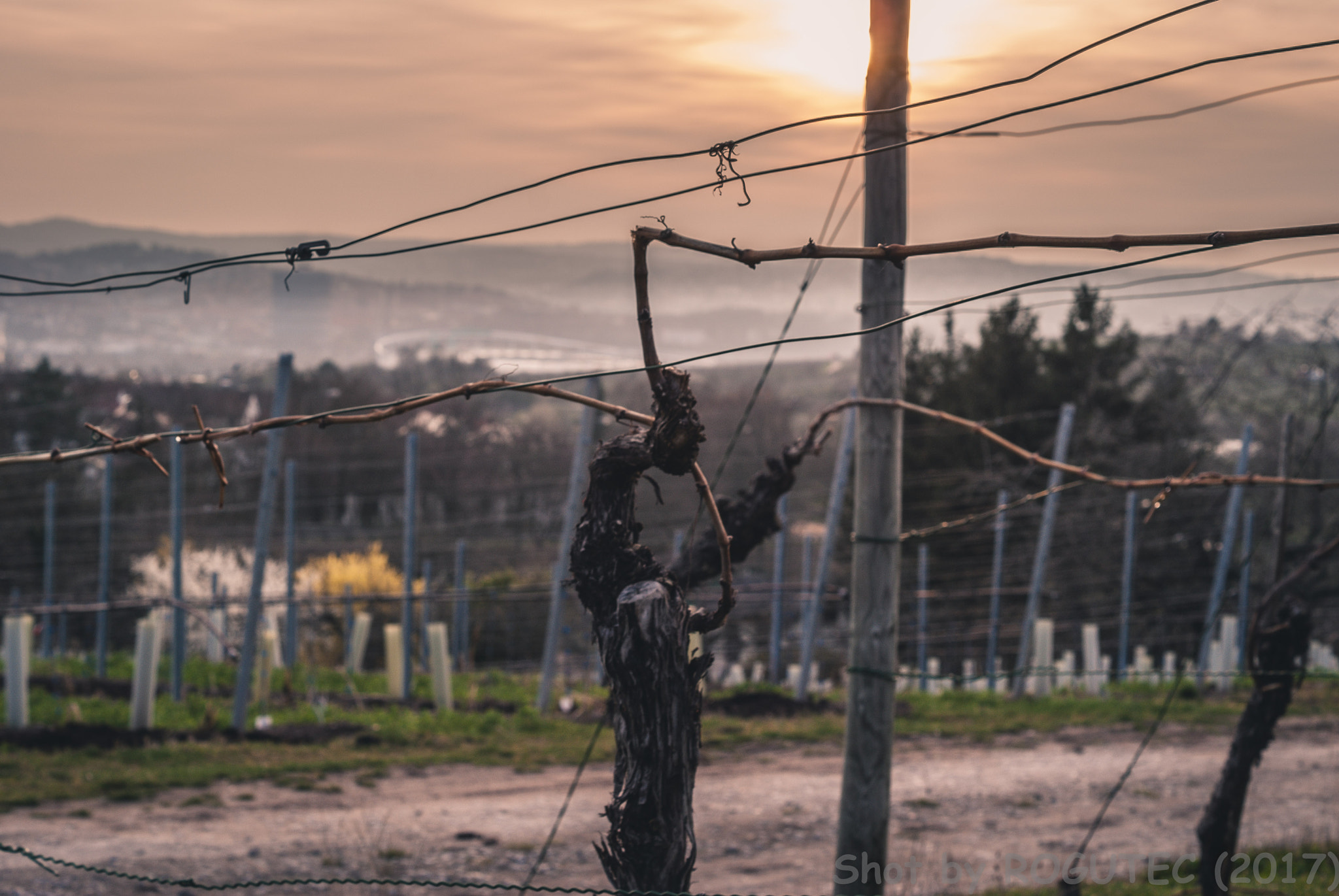 Sony Alpha DSLR-A200 sample photo. Abendstimmung am weinberg photography