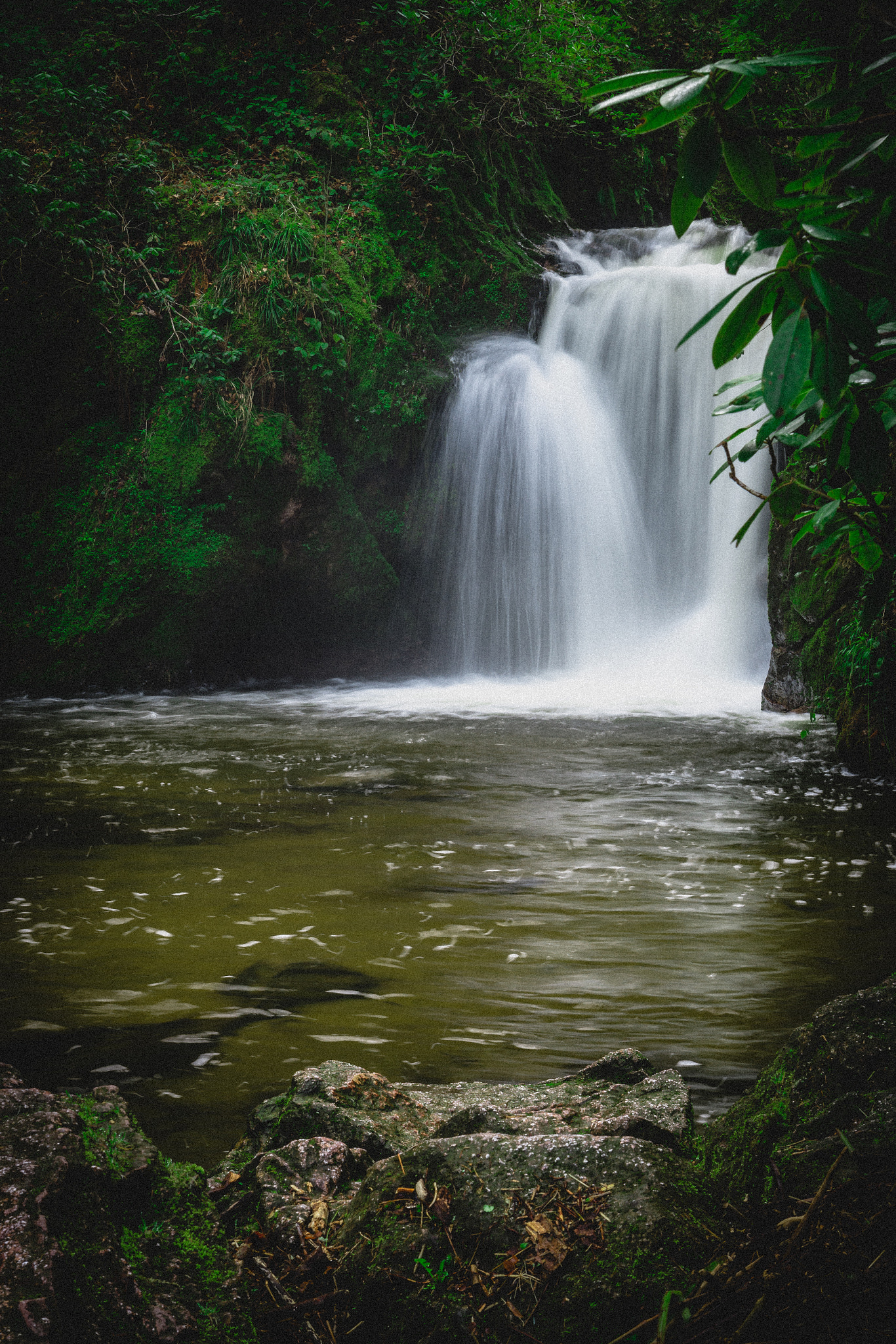 Nikon D7200 sample photo. German rainforest photography