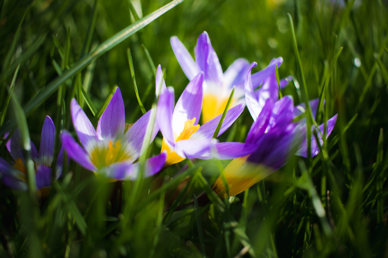 Canon EF-S 24mm F2.8 STM sample photo. Crocus 3 photography