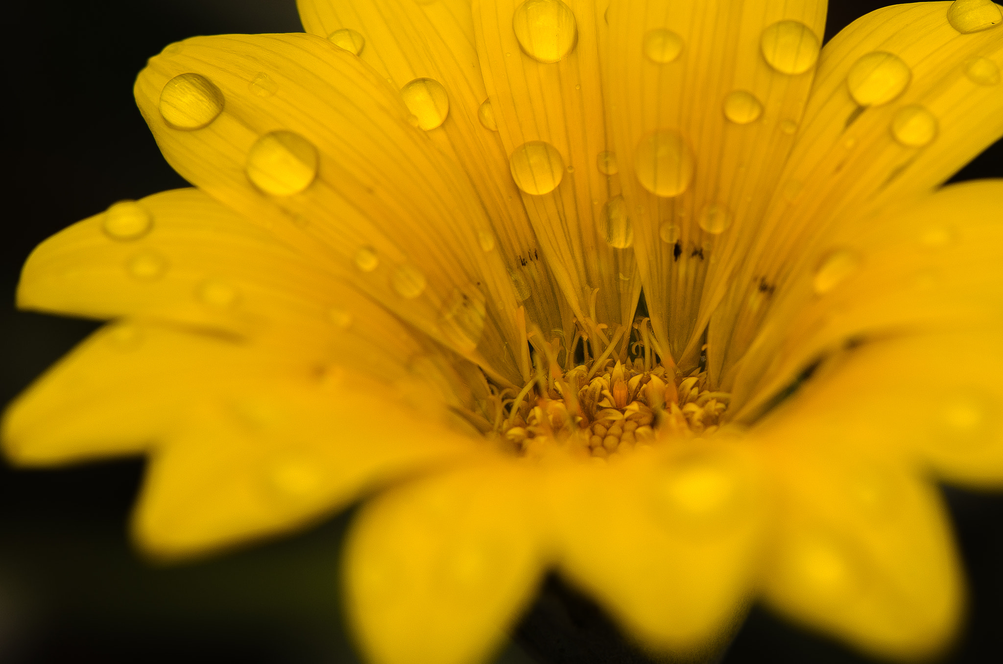 Nikon AF-S Micro-Nikkor 105mm F2.8G IF-ED VR sample photo. Drops photography
