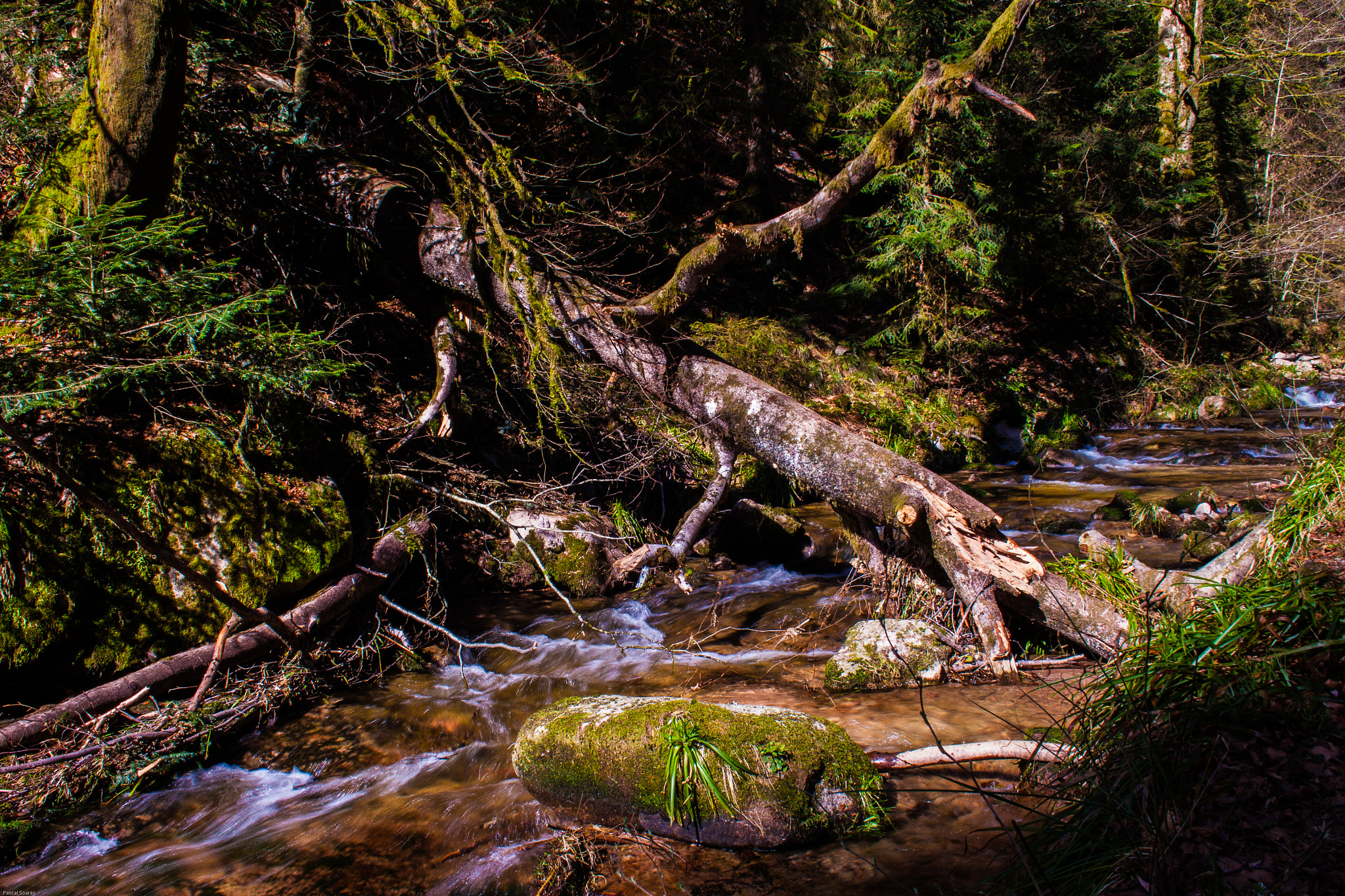 Canon EF-S 18-55mm F3.5-5.6 II sample photo. Dead tree in the water photography