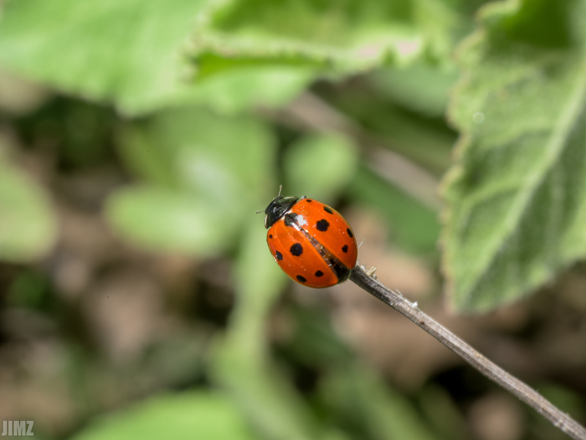 Nikon D810 + Nikon AF Nikkor 50mm F1.8D sample photo. Lady bug photography