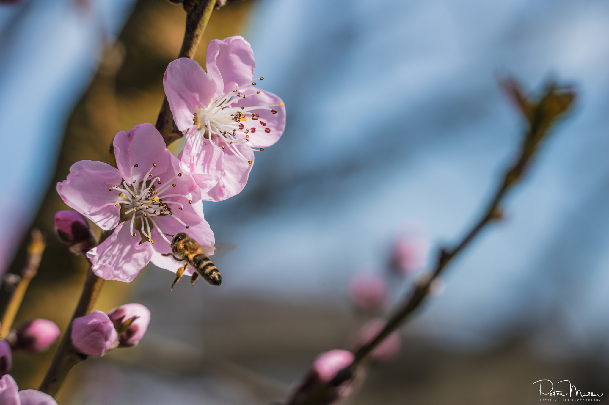 Pentax K-3 II sample photo. Vineyard peach&bee photography