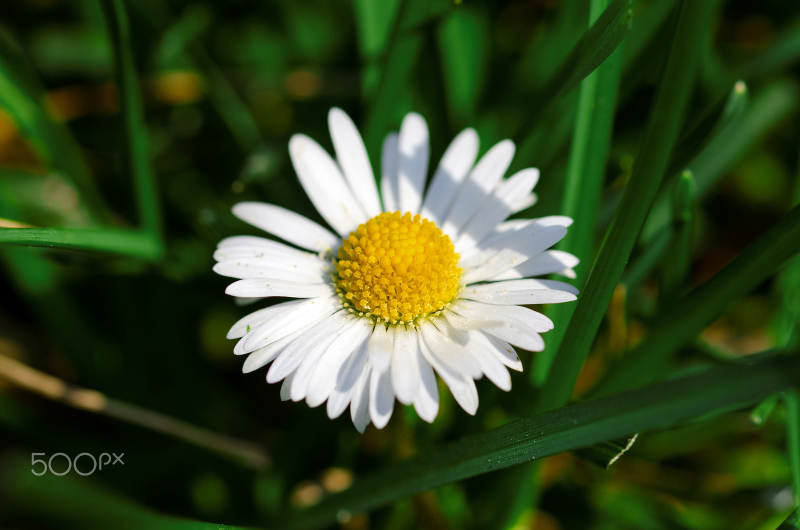 Sigma 105mm F2.8 EX DG OS HSM sample photo. The daisy photography