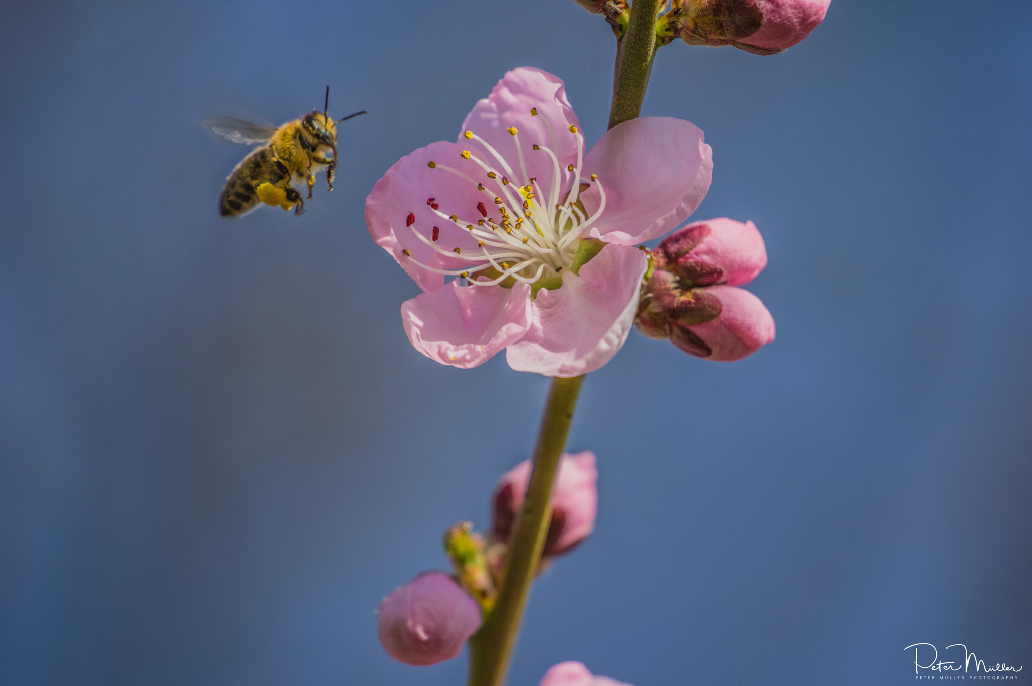 Pentax K-3 II sample photo. Vineyard peach&bee photography