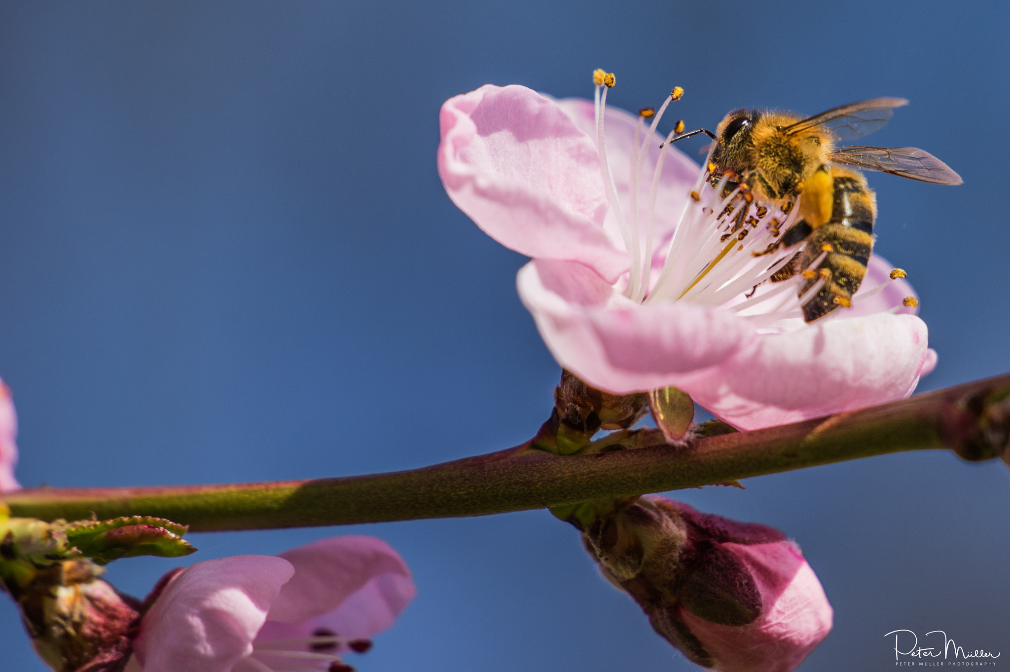 Pentax K-3 II sample photo. Vineyard peach&bee photography