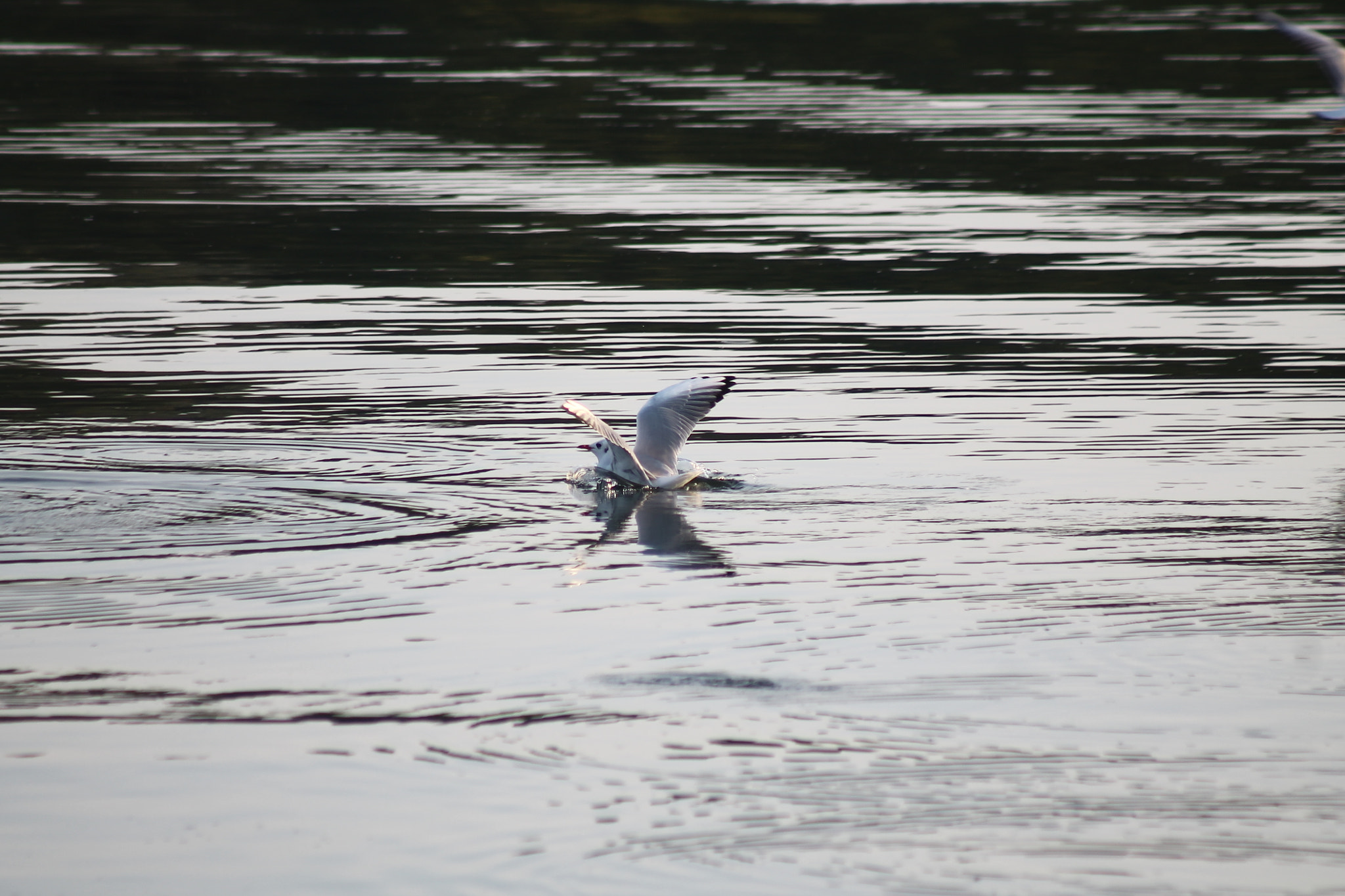 Canon EOS 1100D (EOS Rebel T3 / EOS Kiss X50) + EF75-300mm f/4-5.6 sample photo. Bird's fishing photography
